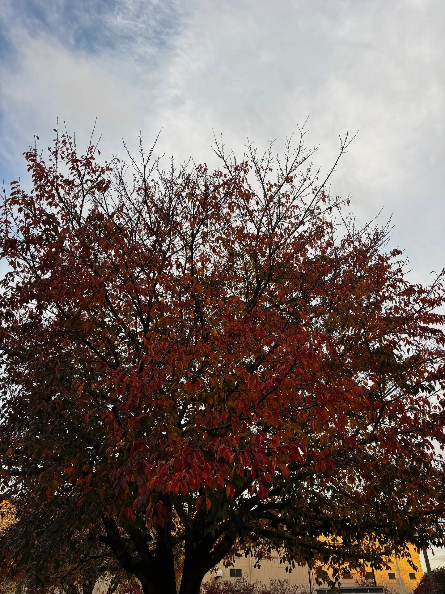逗子市でわんちゃんのペット火葬のお手伝いをしました。