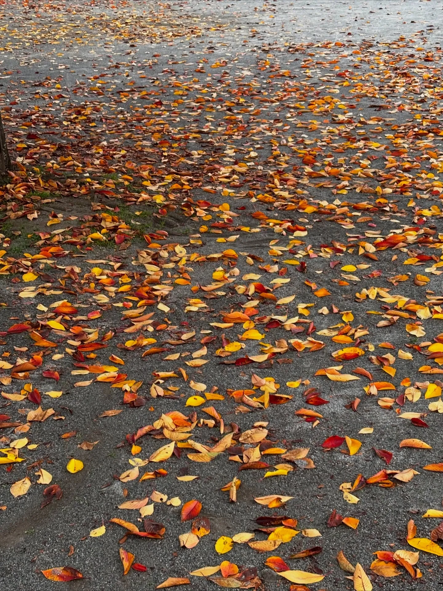 逗子市でわんちゃんのペット火葬のお手伝いをしました。