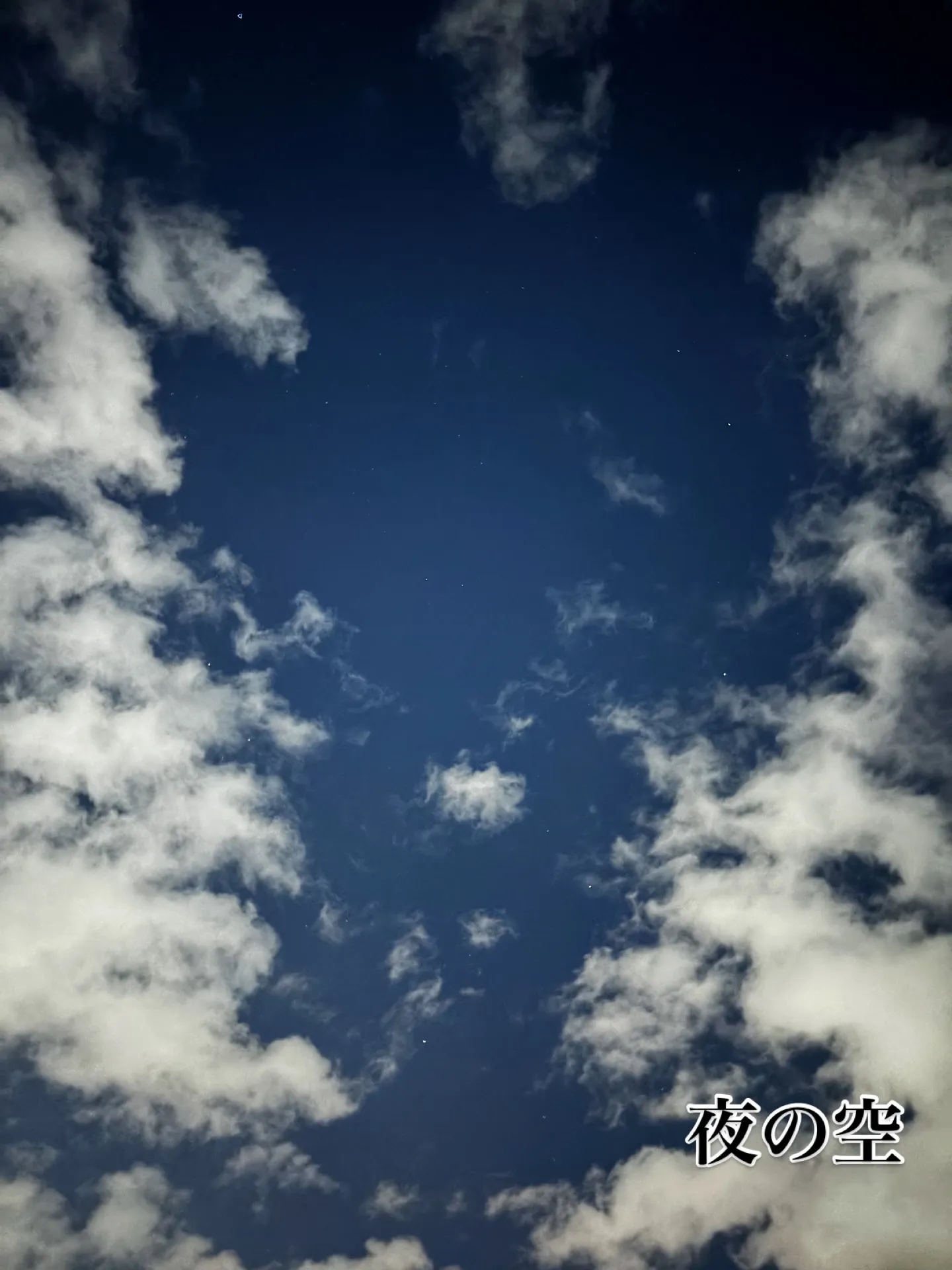 横浜市金沢区において、大切なご家族であるハムスターのキンクマ...