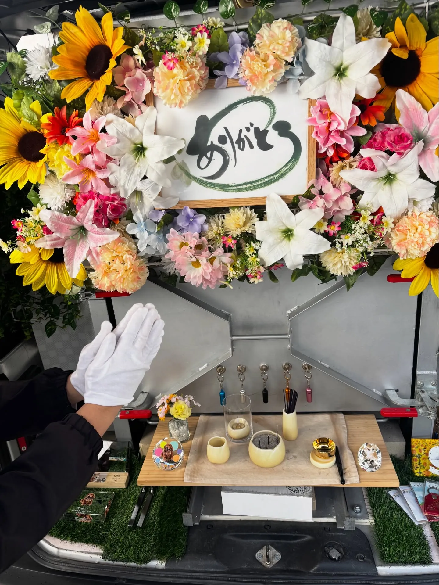 横須賀市にお住まいのご家族から、素敵な毛色を持つ猫ちゃんのお...