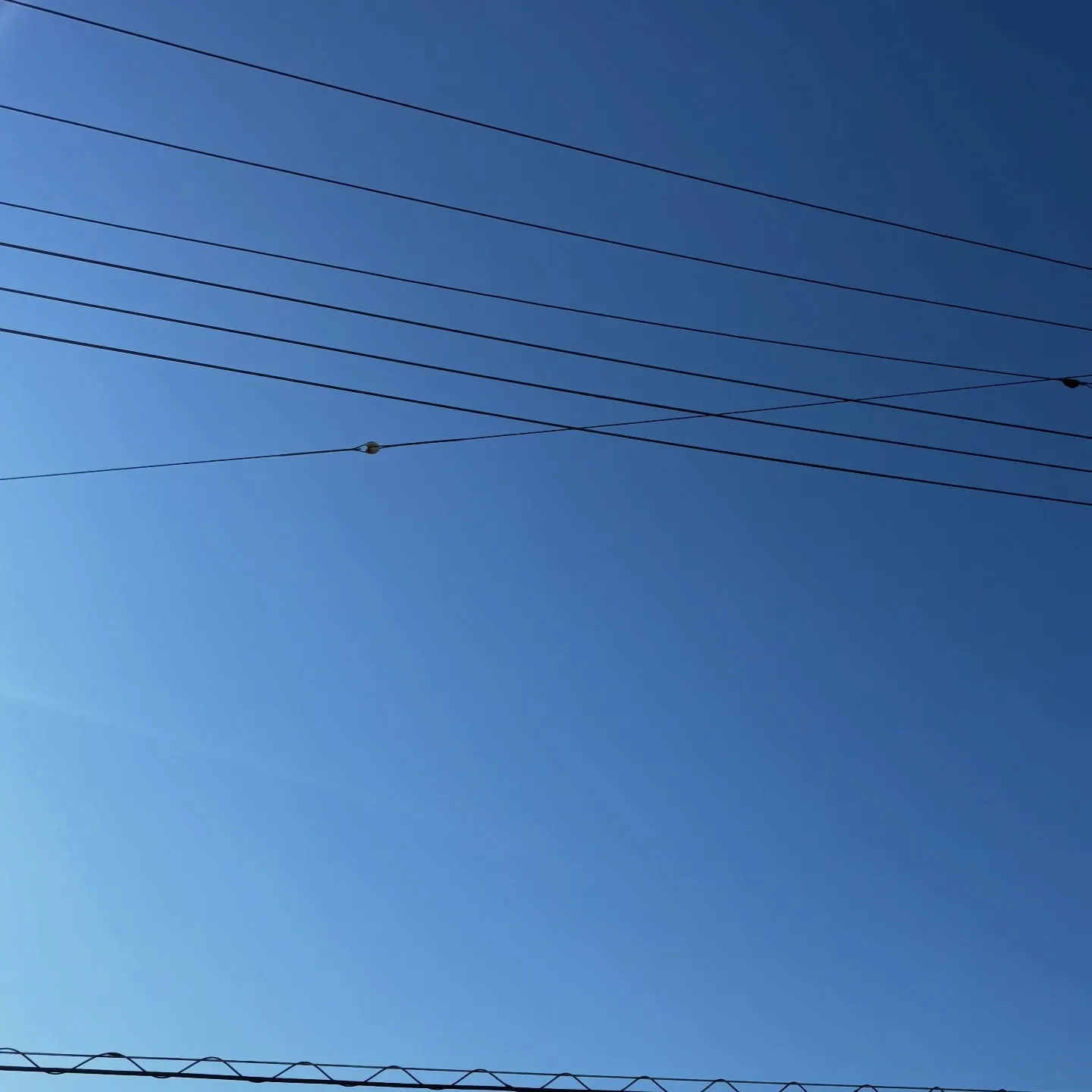 晴れ渡る青空の下、逗子市にてハムスターちゃんのお別れのひとと...