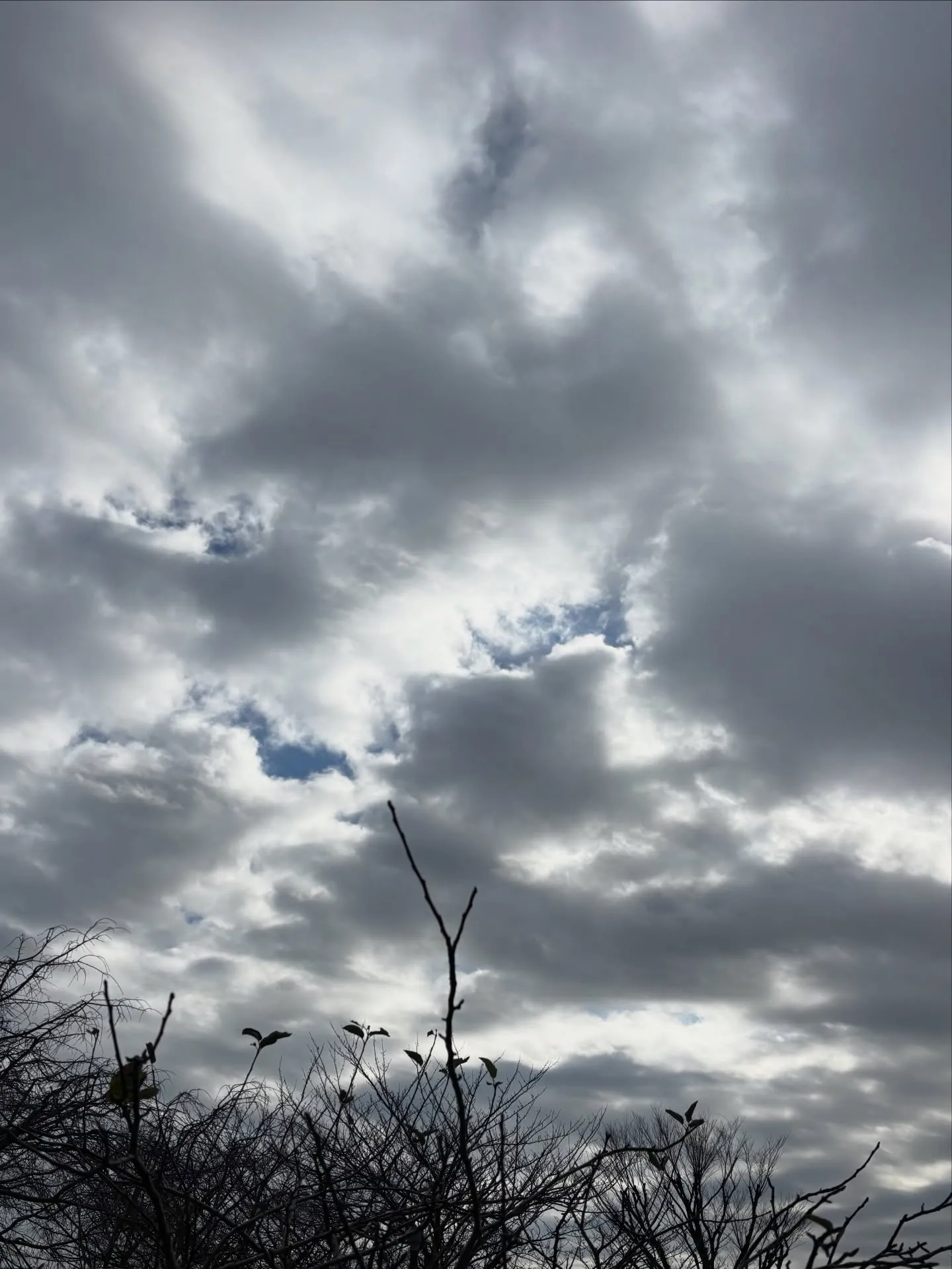 葉山町にて大切なハムスターちゃんのペット火葬のお手伝いをさせ...