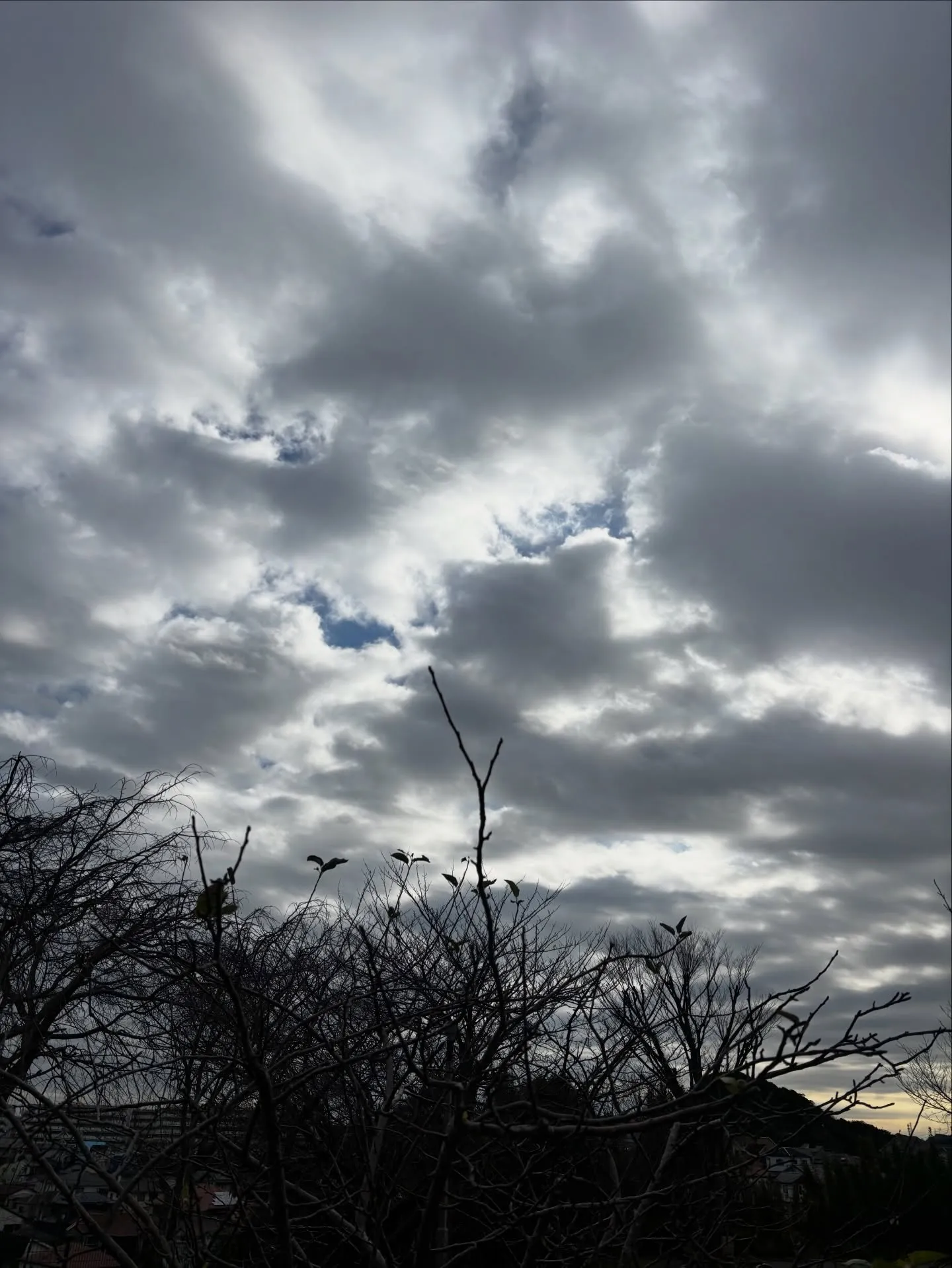 横浜市にて、長寿を全うした愛猫のためのペット火葬のお手伝いを...