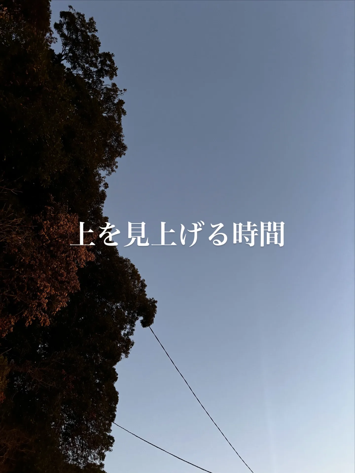 訪問ペット火葬は、愛するペットとの最後のお別れを心温まる方法...