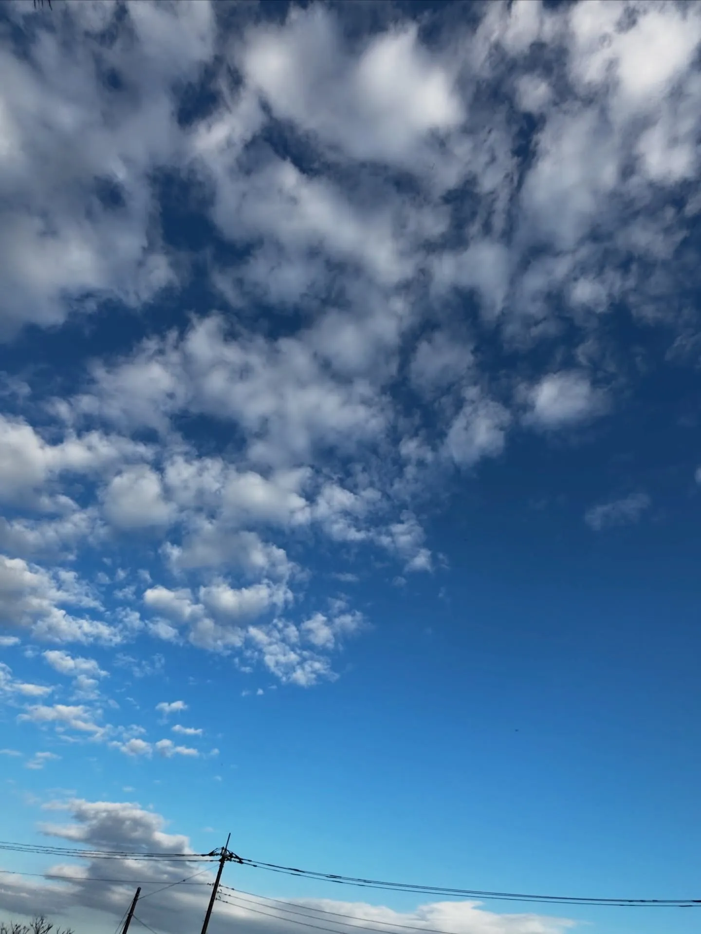 神奈川県葉山町にて、大切な家族の一員であるチワワのルイス君を...