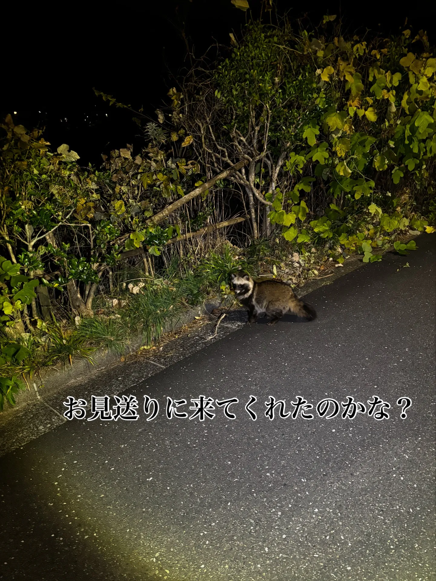 三浦市にて、大変大切な猫ちゃんのペット火葬のお手伝いをさせて...