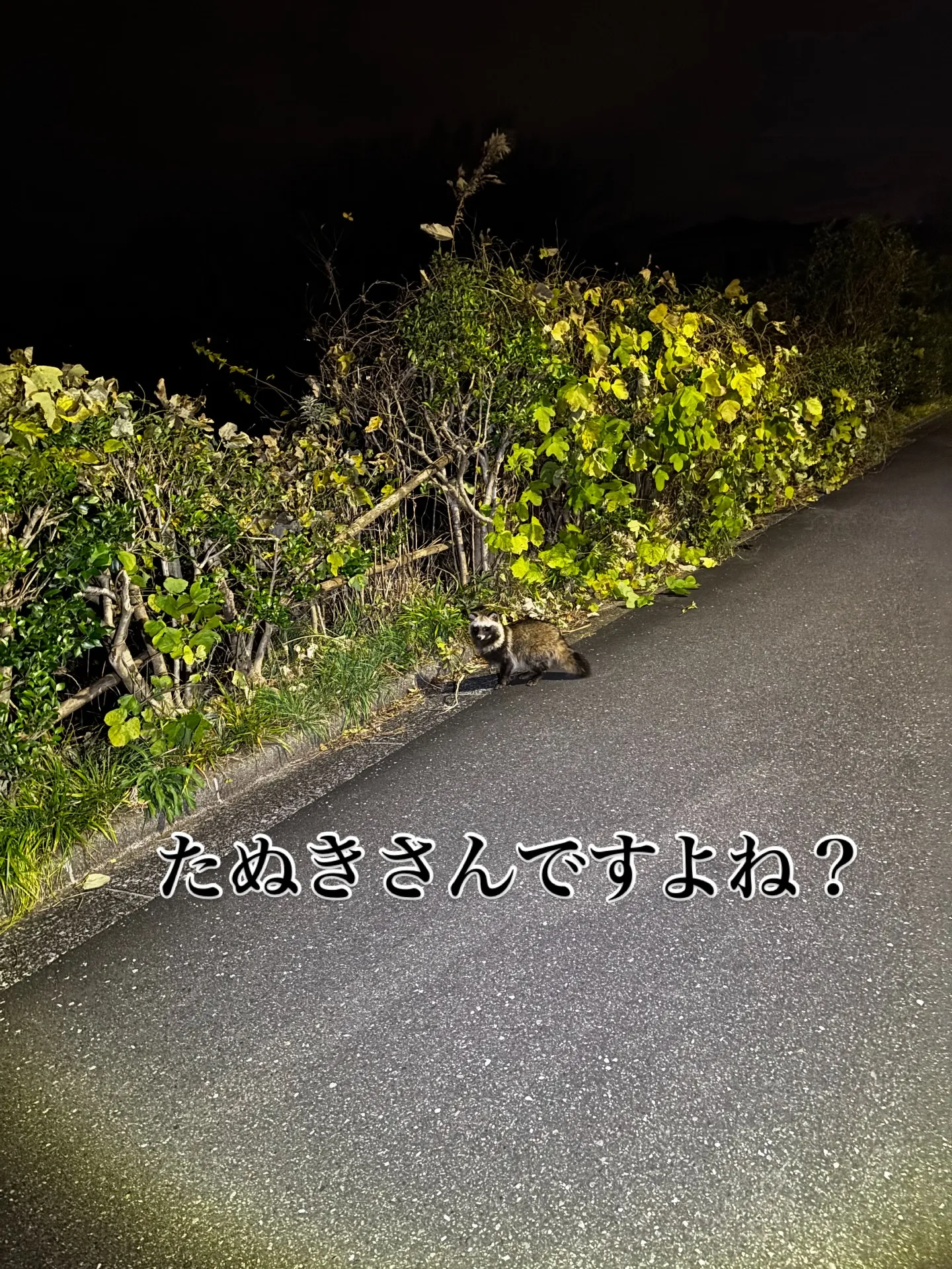 三浦市にて、大変大切な猫ちゃんのペット火葬のお手伝いをさせて...