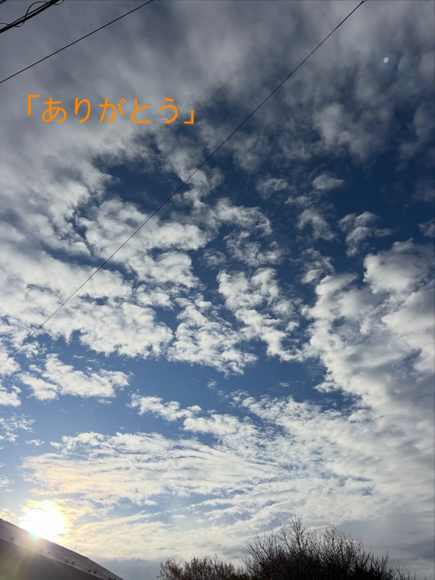 金沢区にて、心温まる時間を共有しながら、インコちゃんのご火葬...