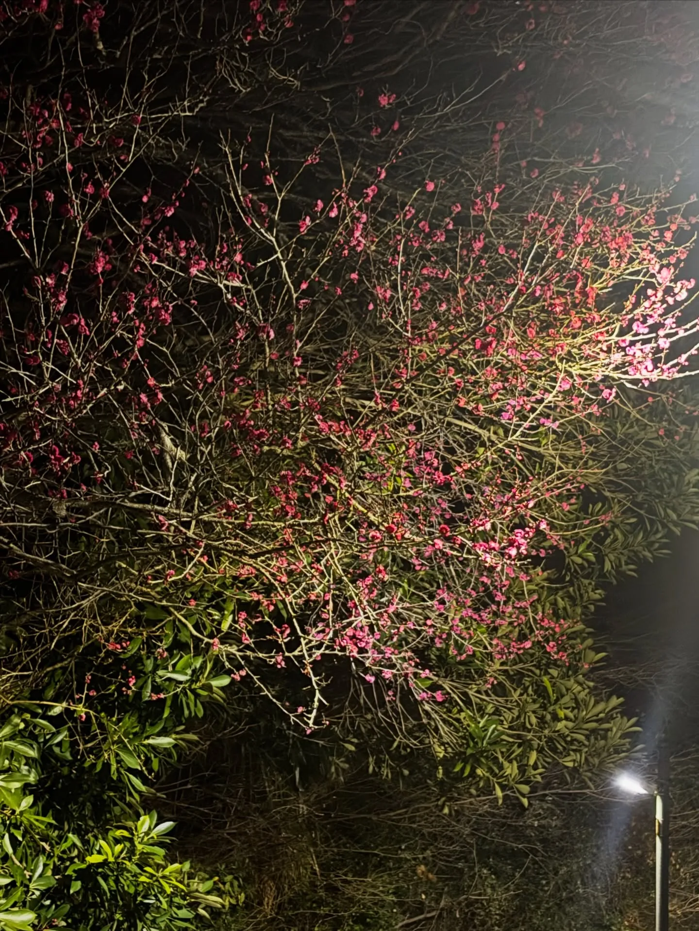 横浜市金沢区にて、愛する猫ちゃんのペット火葬のお手伝いをさせ...