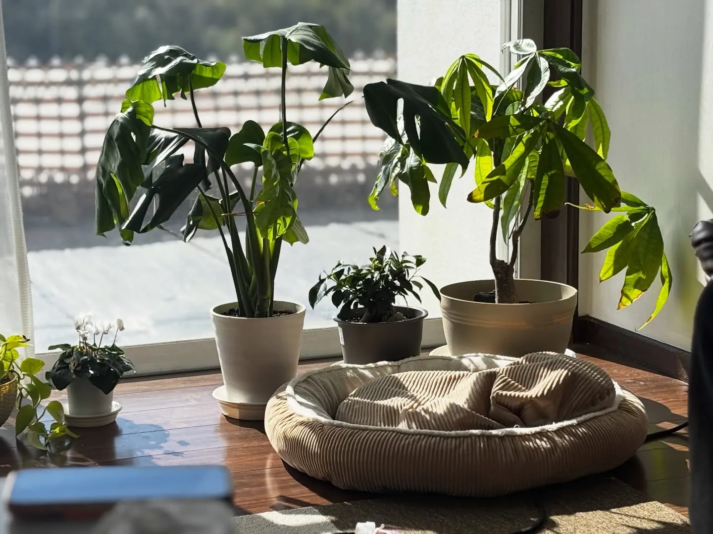 訪問ペット火葬ペットメモリアル神奈川の佐藤です。