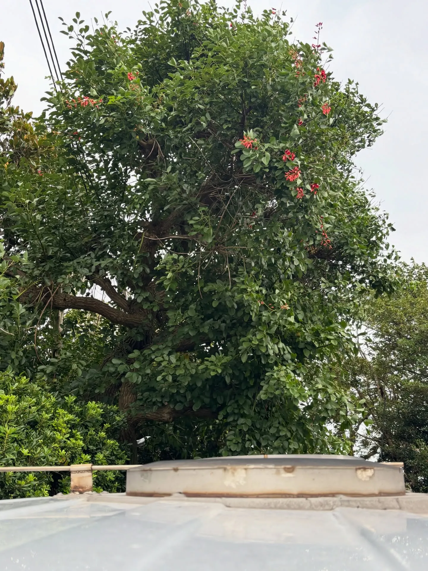 横浜市で大切な家族であるミックス犬のペット葬儀および火葬のお...
