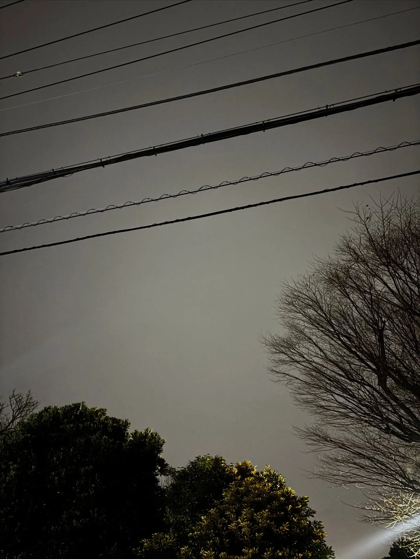 長寿を全うしたポメラニアンちゃんとのお別れを横浜市でお手伝い...