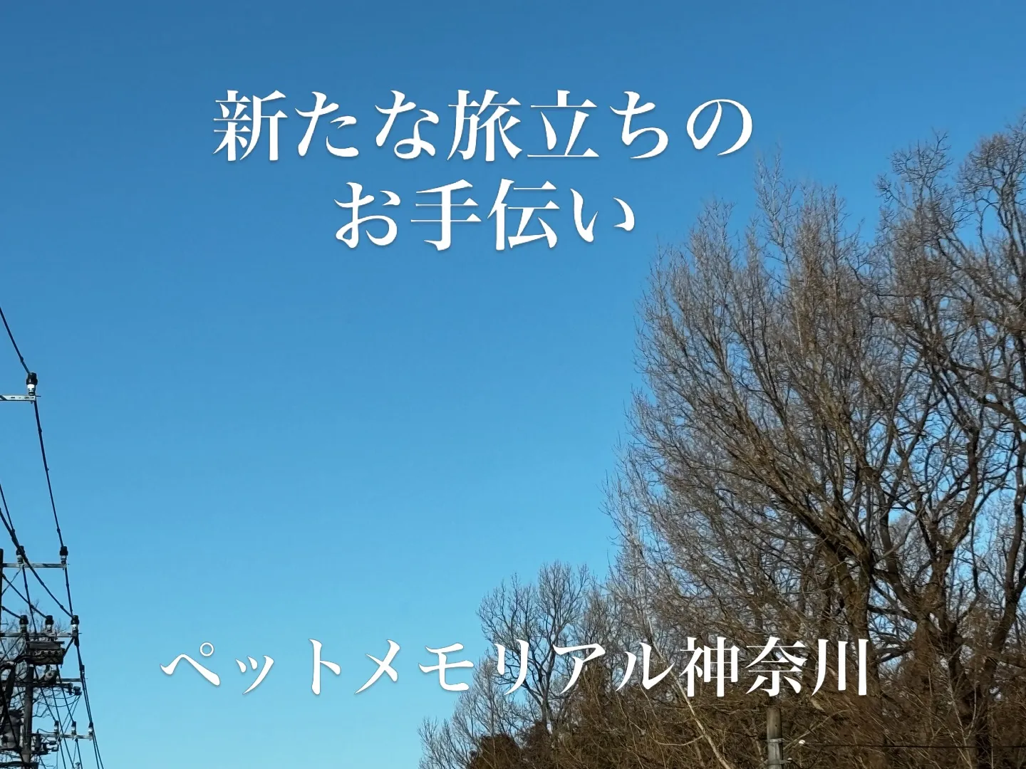 横須賀市でのうさぎさんのペット火葬に携わらせていただきました...