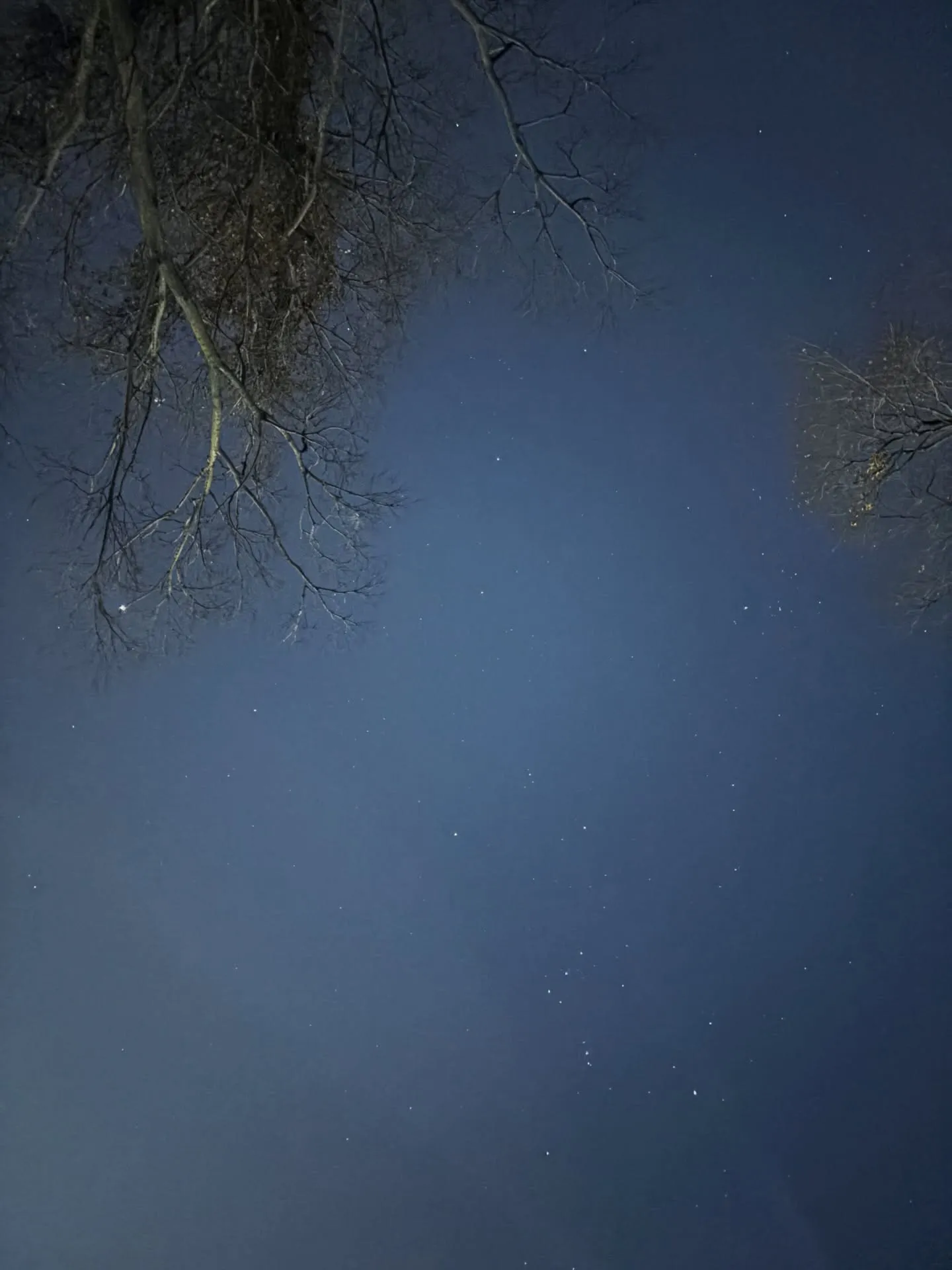 逗子市で、チワワちゃんのペット葬儀と火葬のサポートをさせてい...