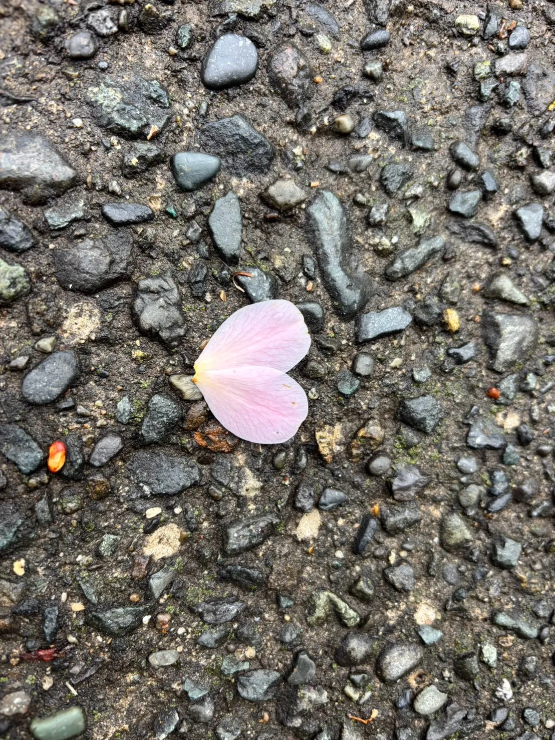 ペットの火葬を考えるとき、その瞬間までの思い出がよみがえりま...