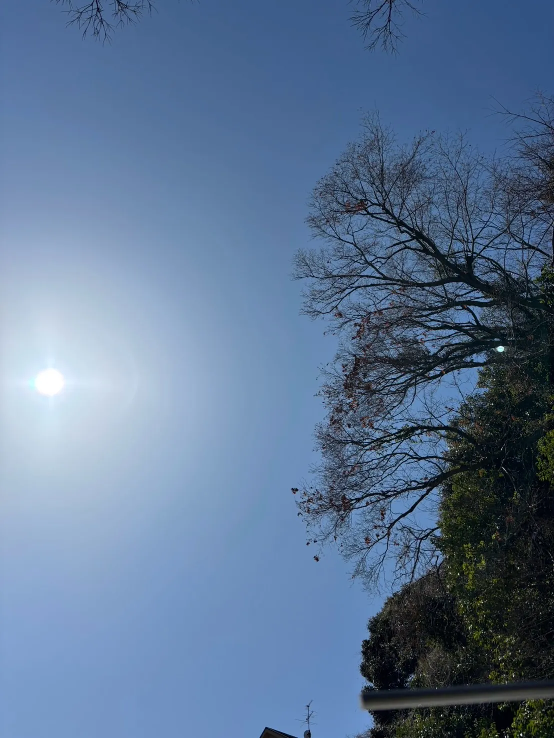 ペットの火葬を考えるとき、その瞬間までの思い出がよみがえりま...