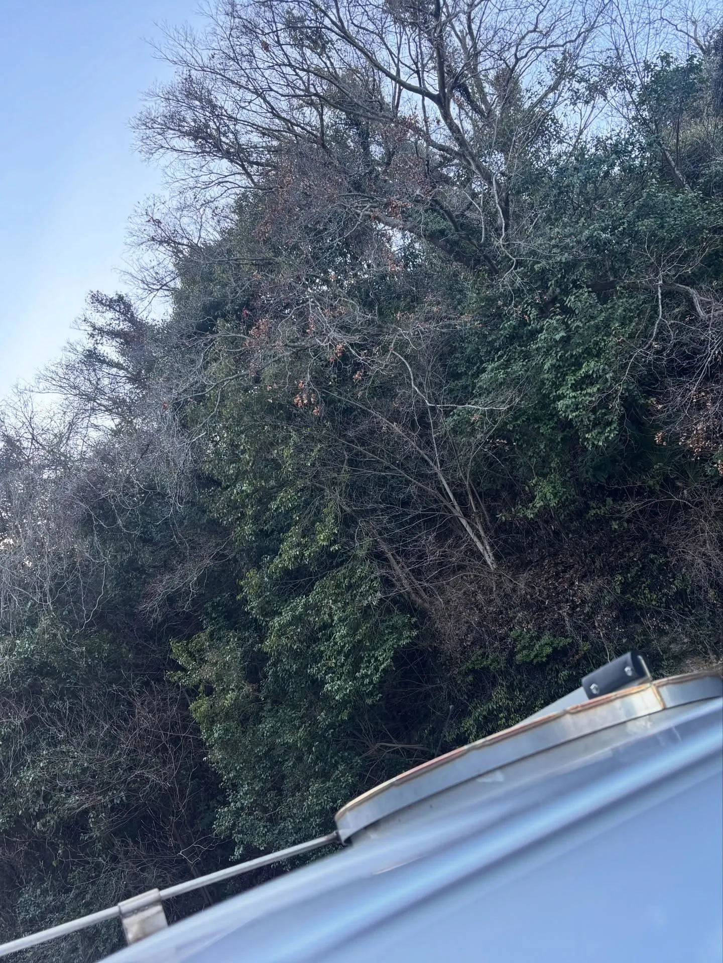 逗子市でミックス犬の旅立ちをお手伝いさせていただきました。