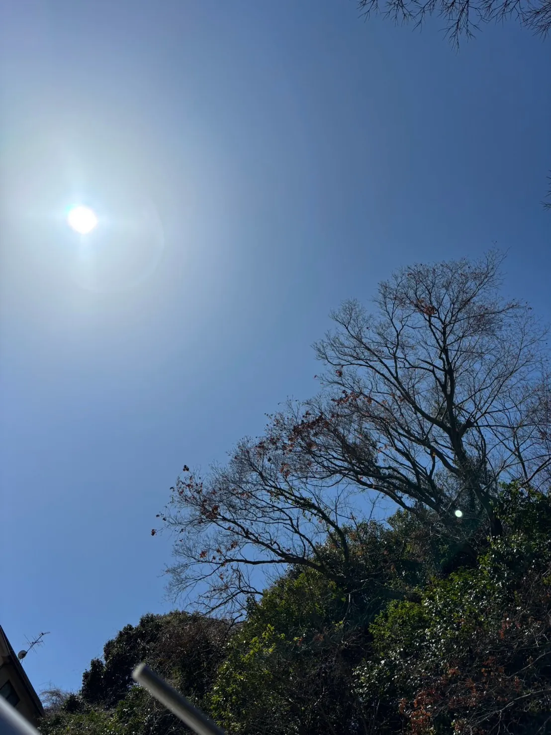 横須賀市にてご依頼をいただいたうさぎさんのペット火葬について...