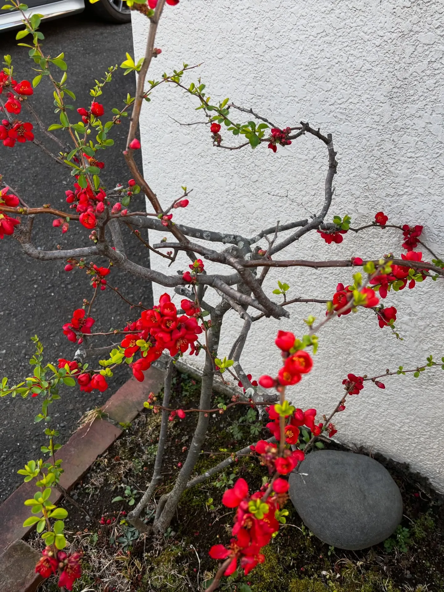 横浜市にて、リピーター様であるご家族の大切な愛犬のペット火葬...