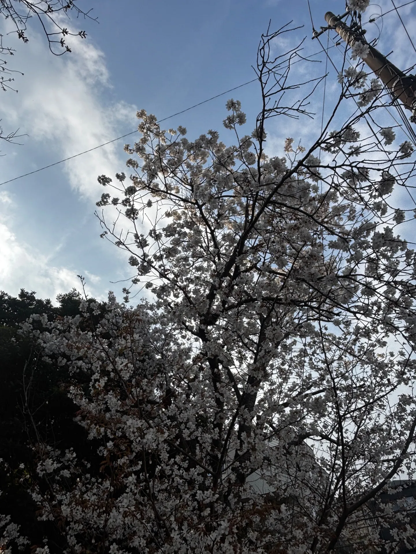 ペットが亡くなったら