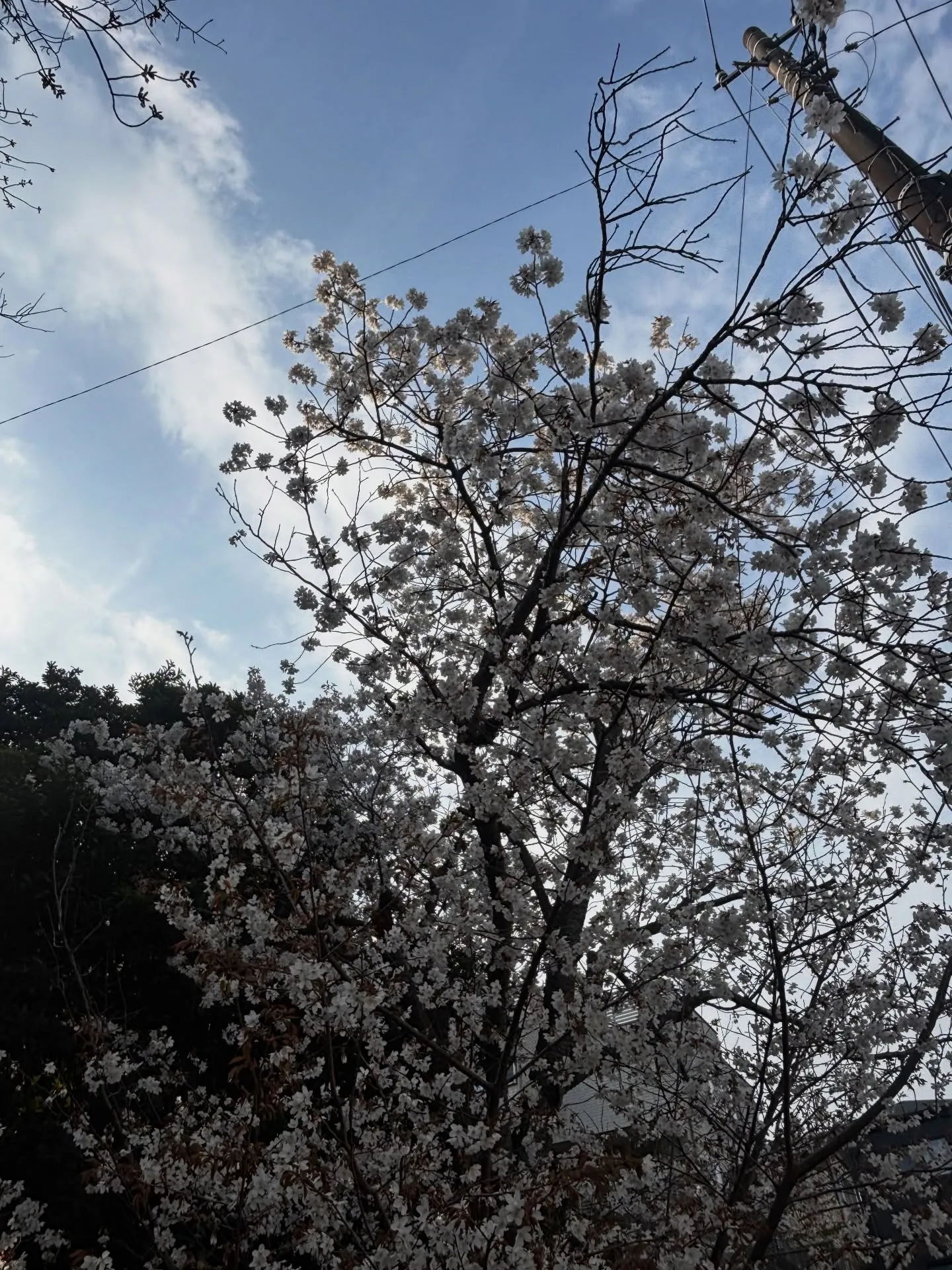 横須賀市にお住まいでペット飼育が禁止されているご家庭から、ペ...