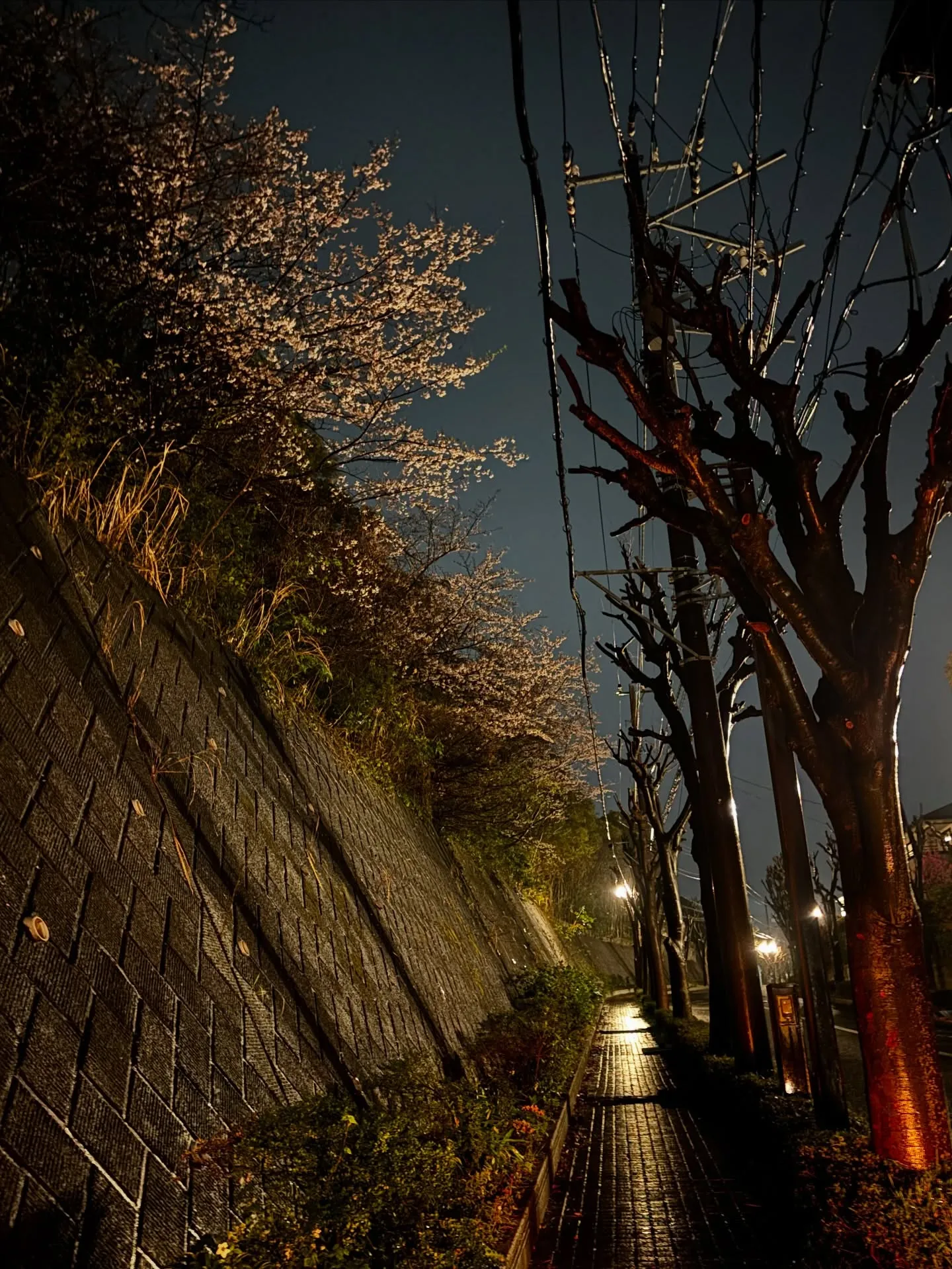 逗子市にて、愛情深く家族に可愛がられてきた猫ちゃんの最後のお...