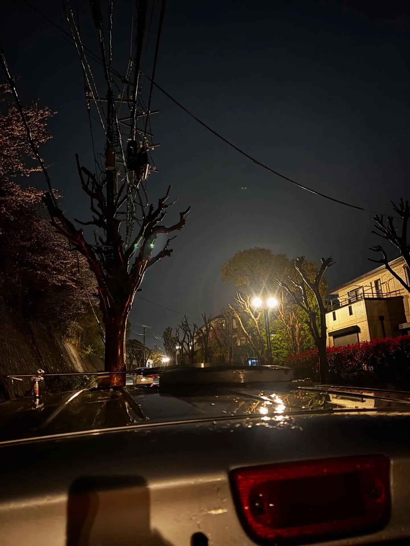 逗子市にて、愛情深く家族に可愛がられてきた猫ちゃんの最後のお...