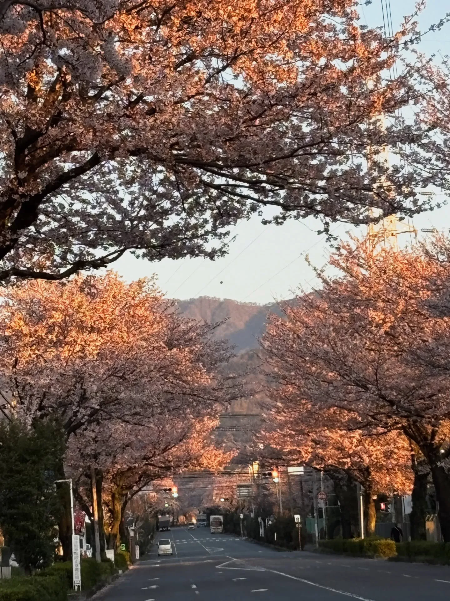 神奈川県秦野市で、いつもの散歩コースにて、心温まるお手伝いを...