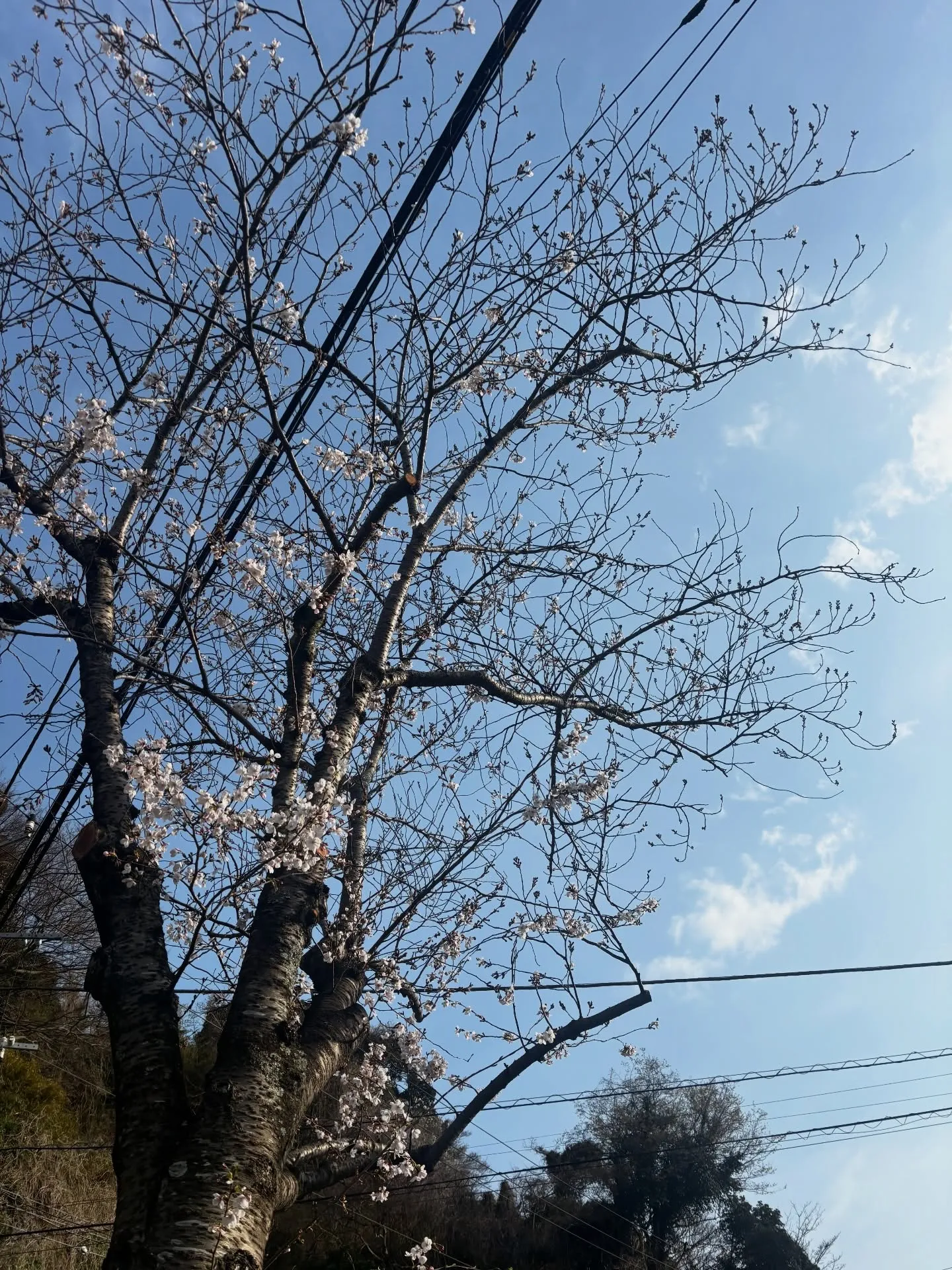 ペットが天寿を全うした際、その愛しい存在をどのように見送るか...