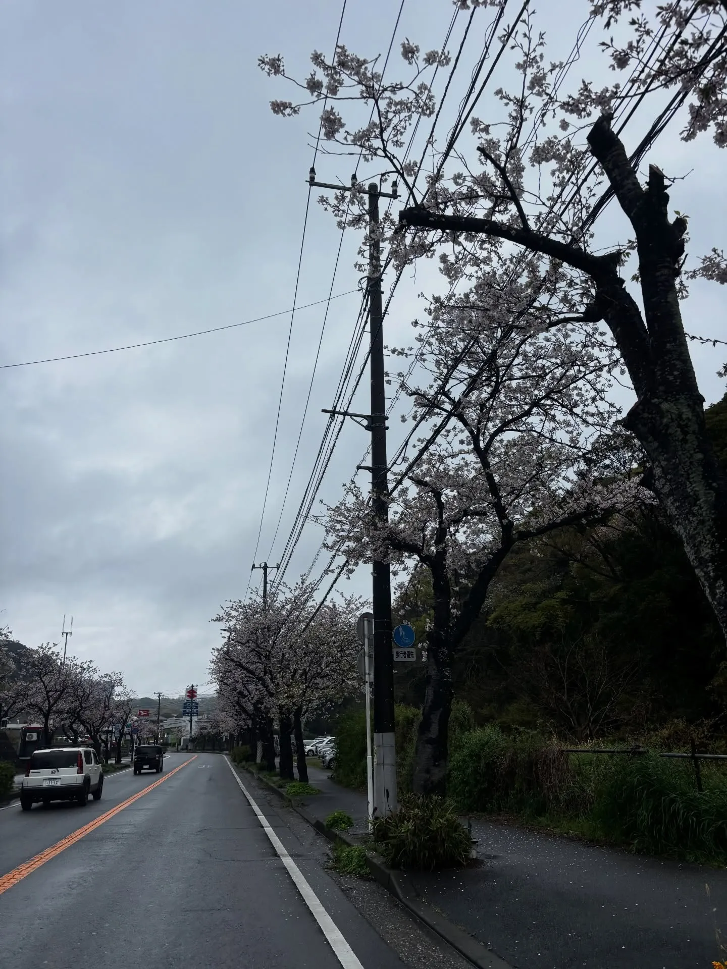横須賀市を拠点として、神奈川県全域で訪問ペット火葬のサービス...