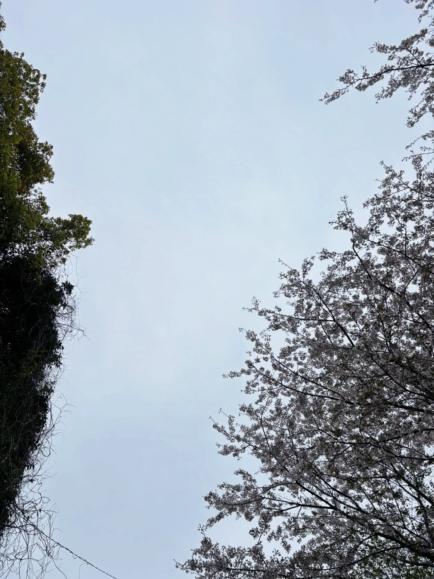 横浜市にて大切なハムスターちゃんのペット火葬のお手伝いをさせ...