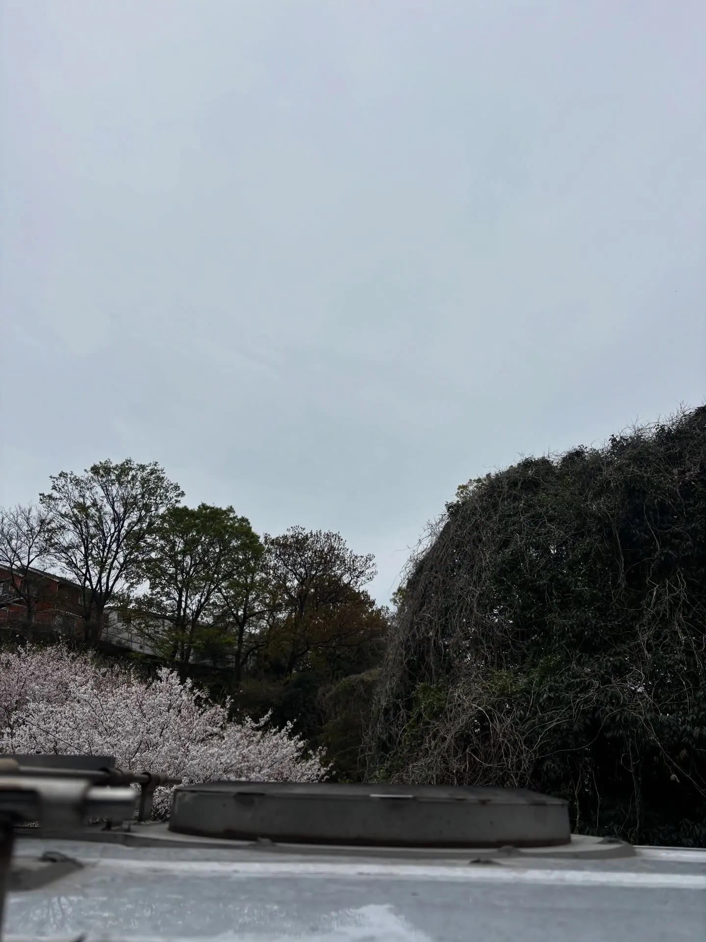 横浜市にて大切なハムスターちゃんのペット火葬のお手伝いをさせ...