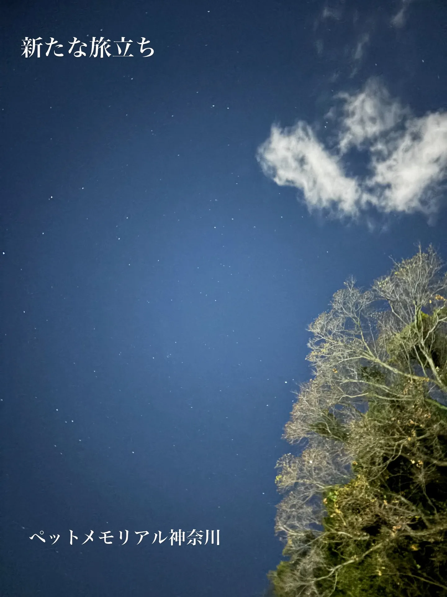 横須賀市にて大切なご家族の一員である保護猫ちゃんのお見送りを...