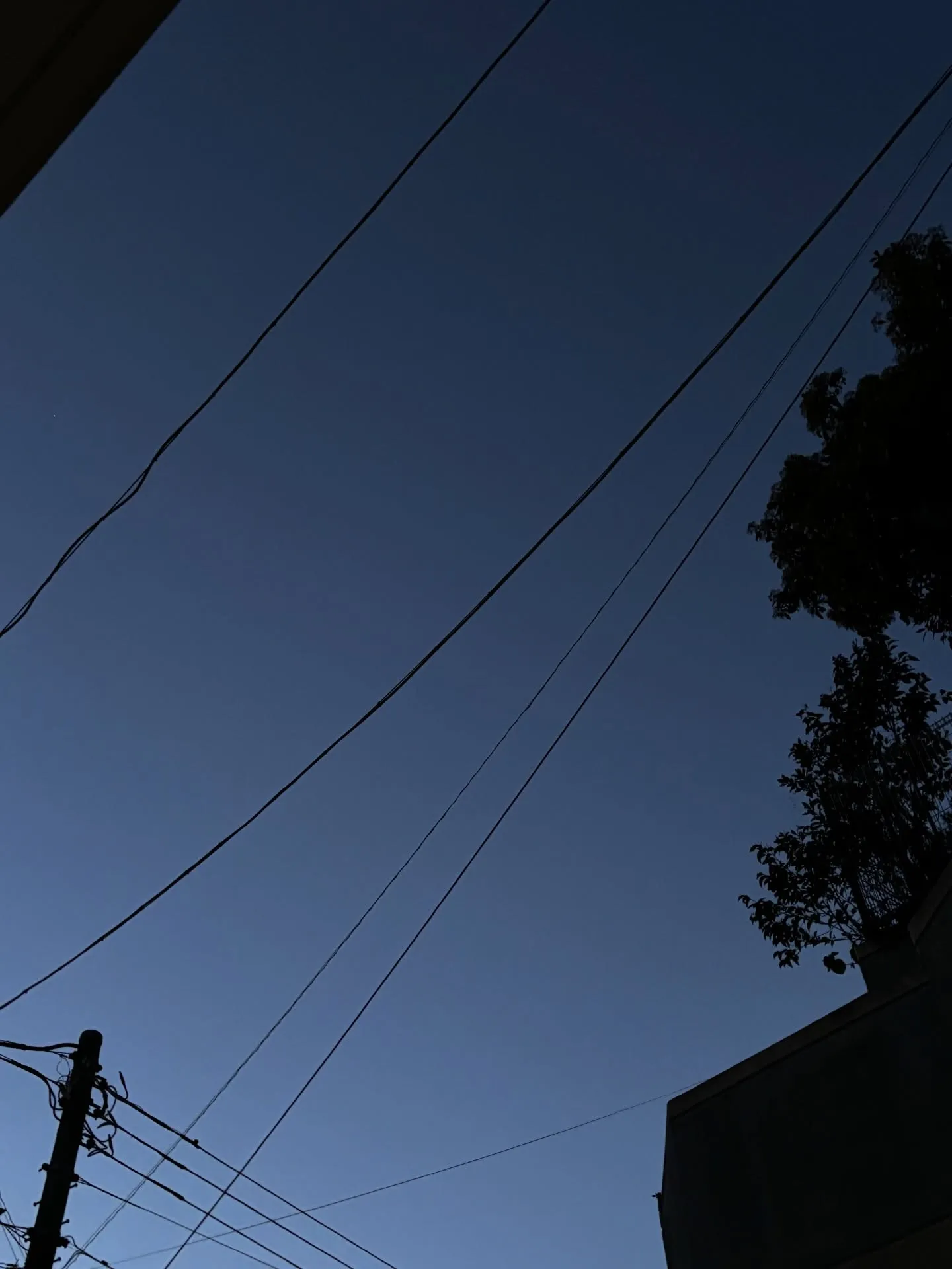 横須賀市にて、大切な家族であるトイプードルちゃんの旅立ちのお...