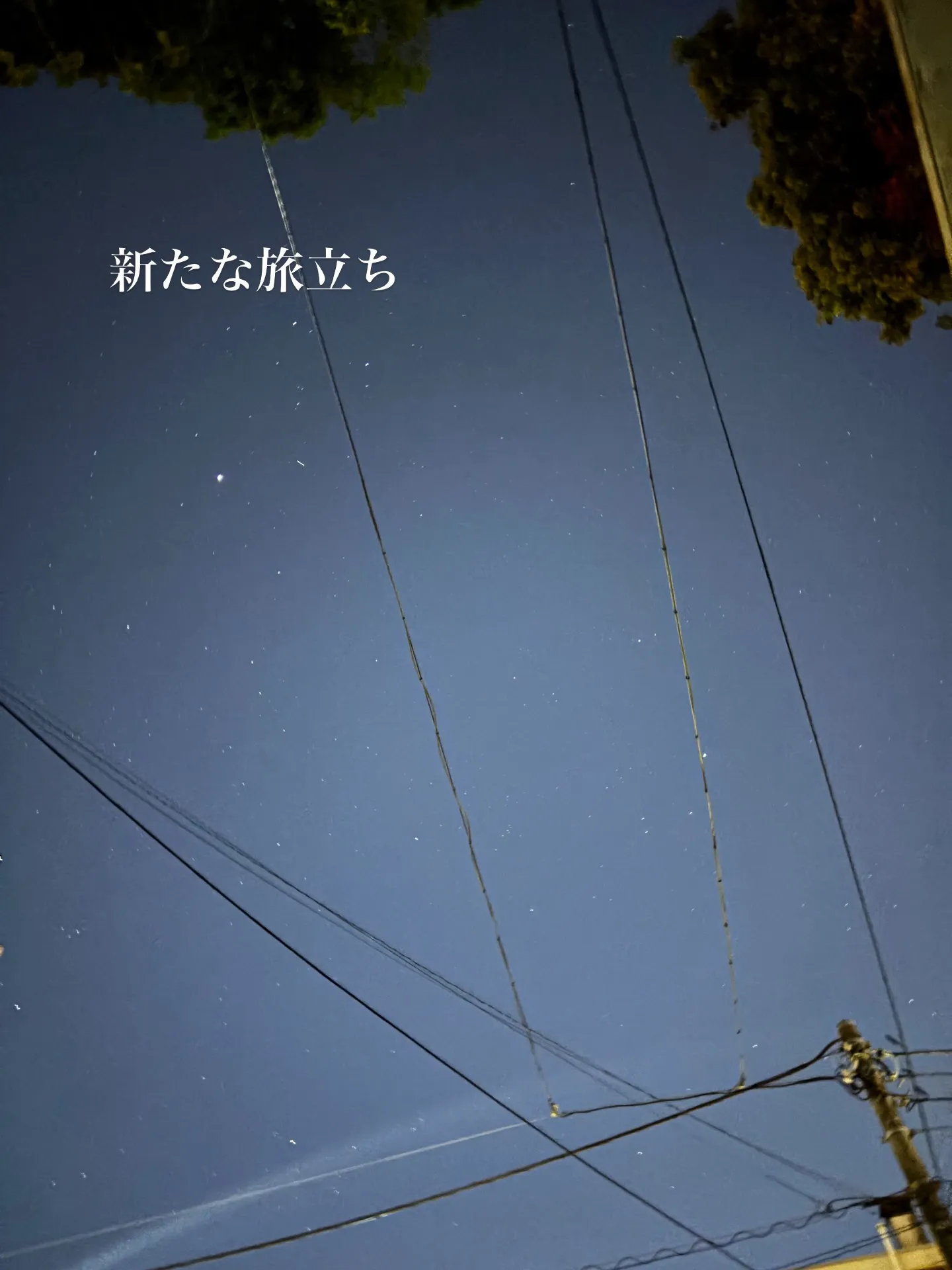 横浜市にて、愛らしいトイプードルちゃんのペット火葬をお手伝い...