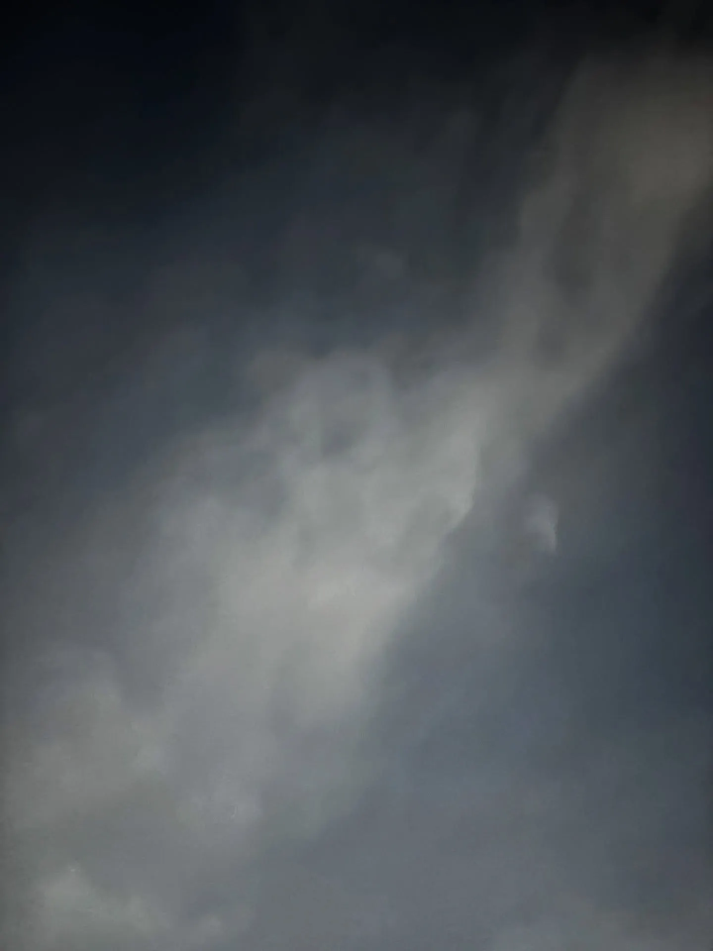 横須賀市にて大切なご家族であるハムスターちゃんのペット火葬の...