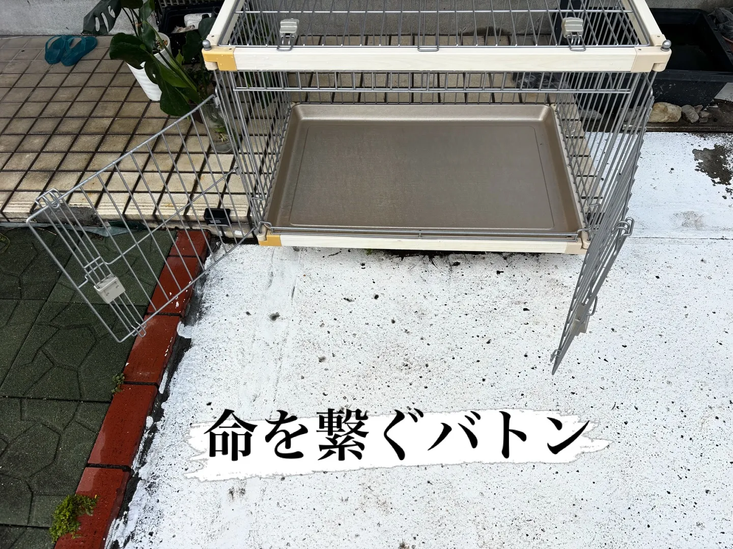 ペットのためのゲージやサークルの洗浄と消毒が無事に終わりまし...