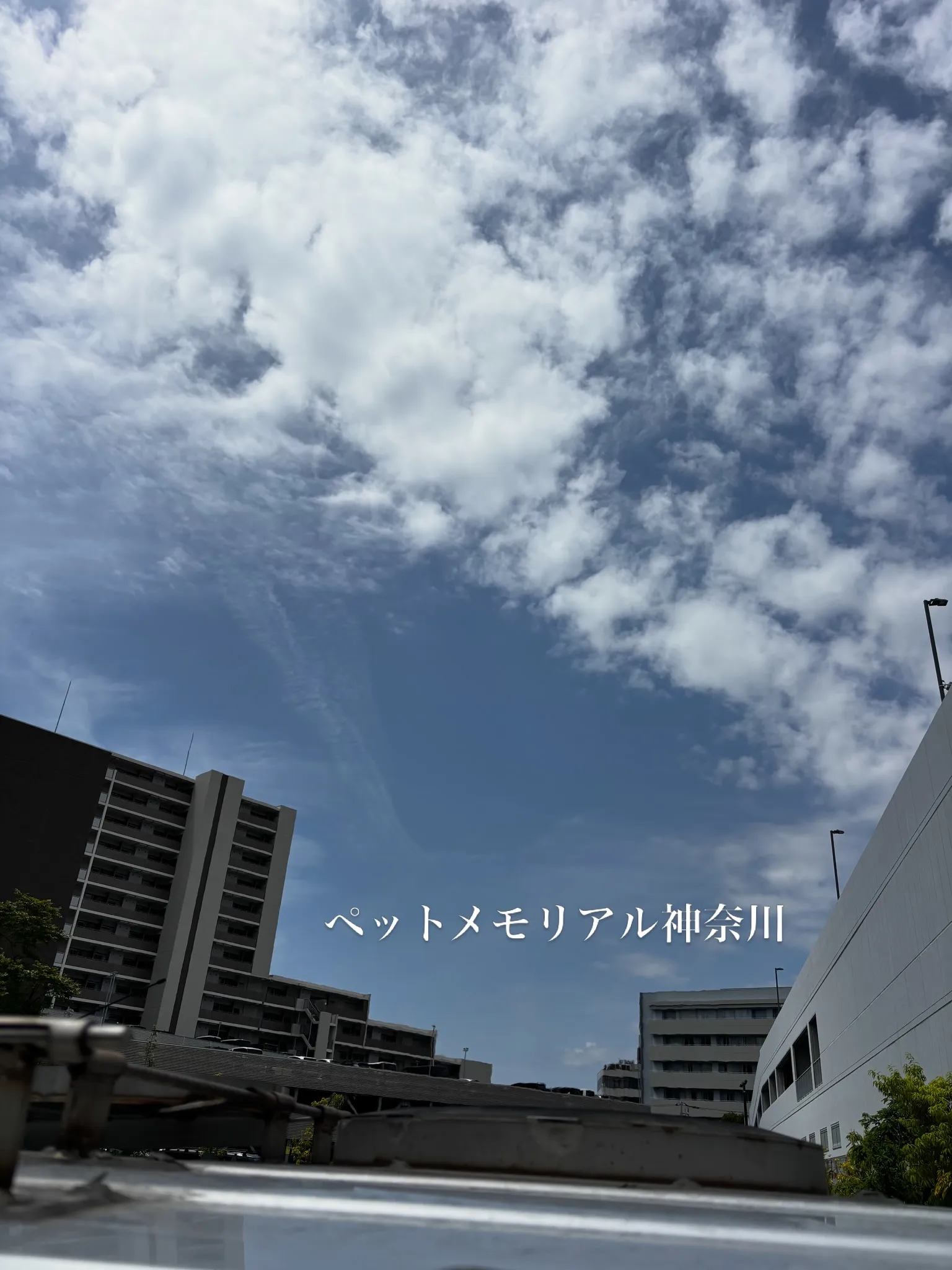 私たちが愛したペットたちとのお別れは常に切ないものです。
