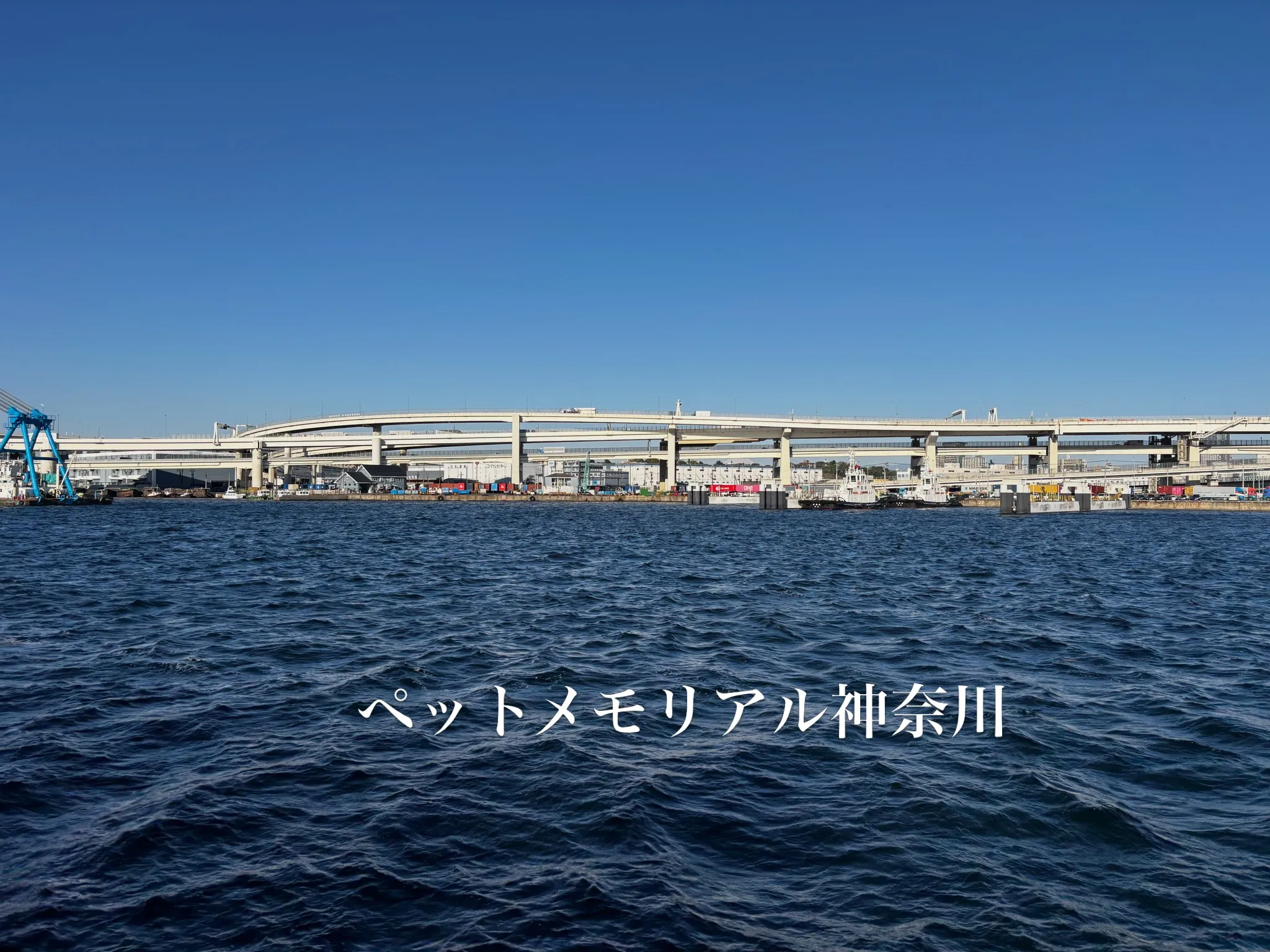 横浜の海上にて、ペットの散骨のお手伝いをさせていただきました...