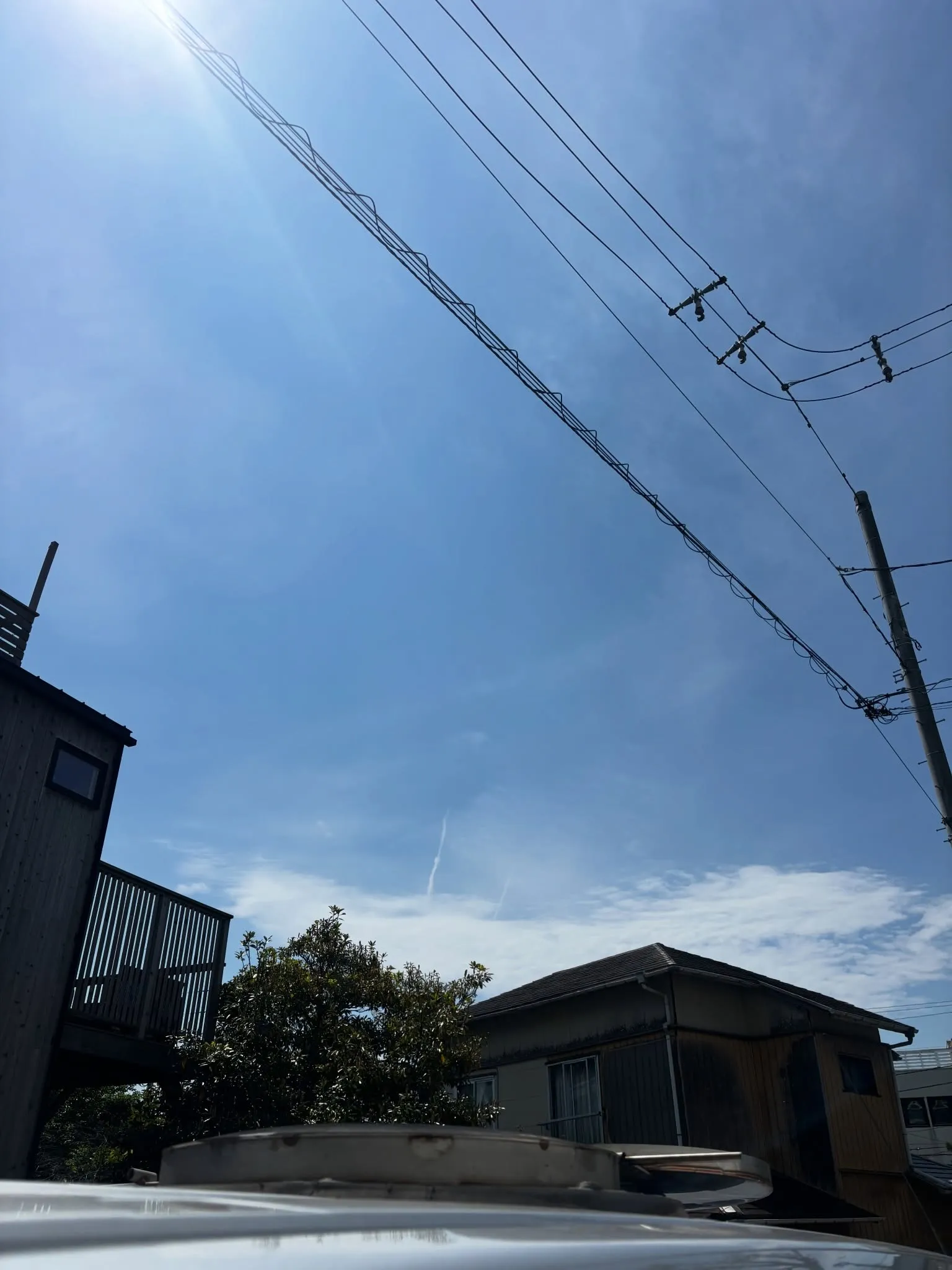 葉山町にて、大切な家族の一員として多くの愛情を注がれてきたわ...