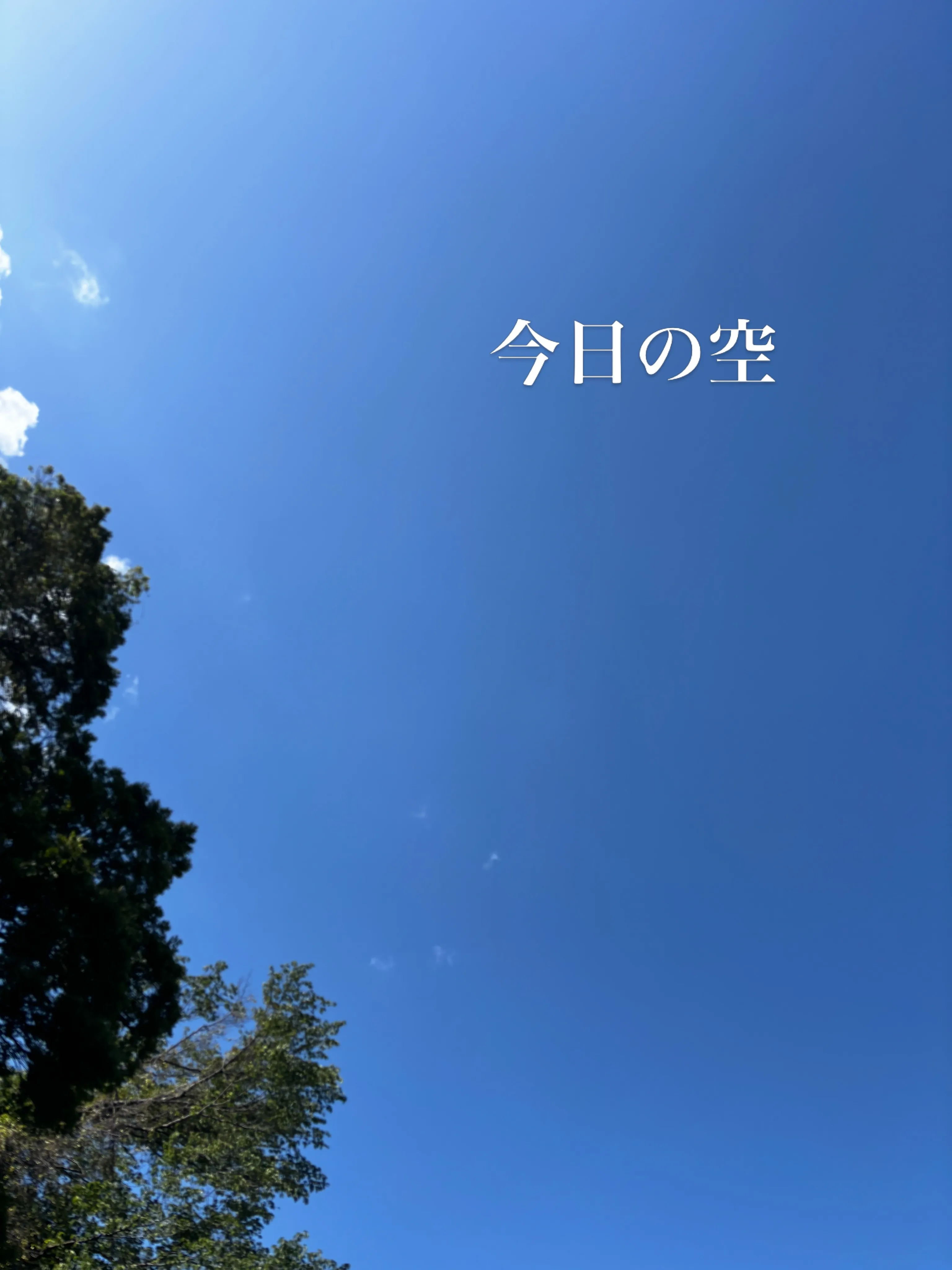 横浜市金沢区で、大切なコザクラインコちゃんのペット火葬のお手...