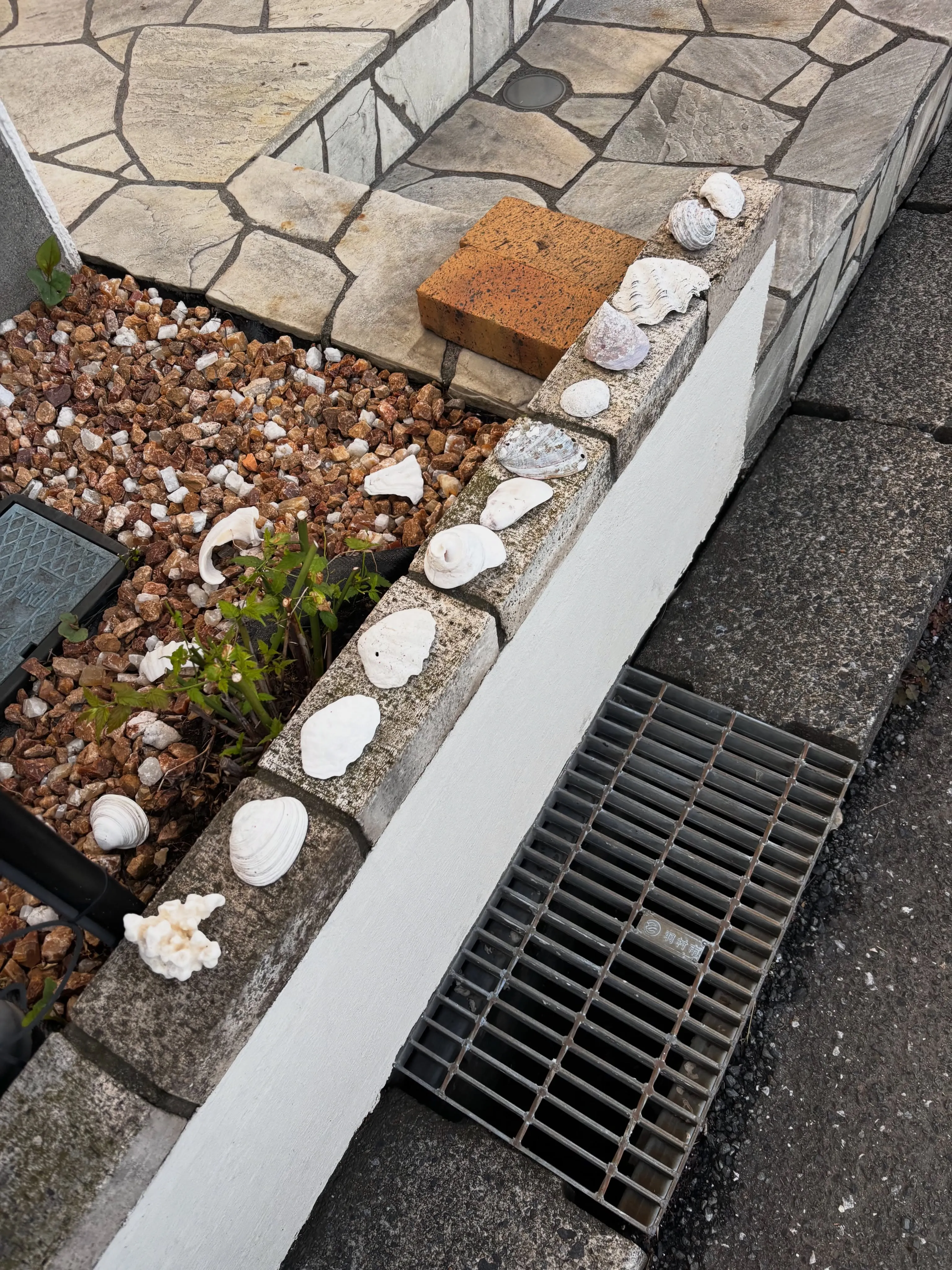 美しい海岸で過ごした愛犬との思い出、永遠に。
