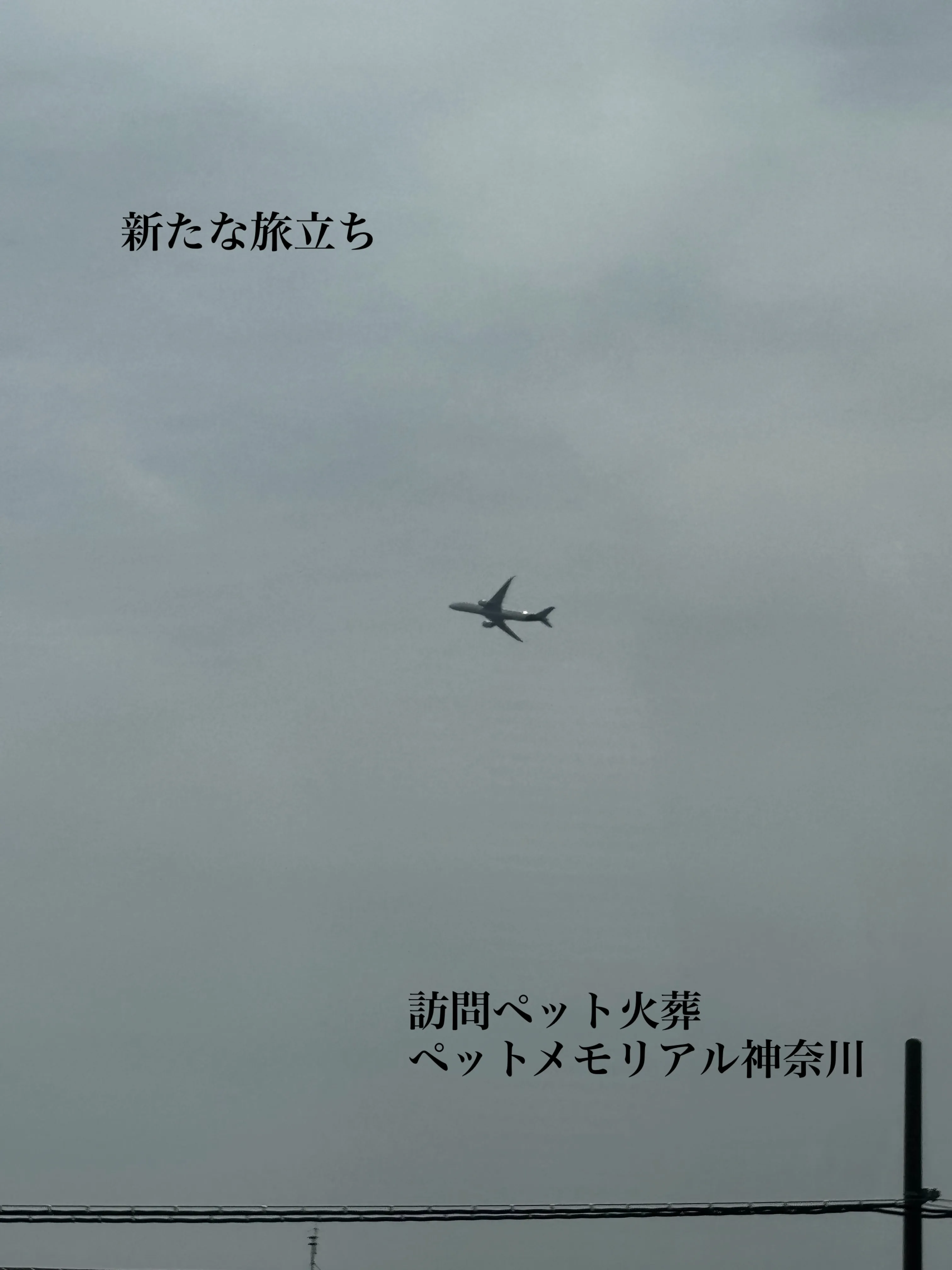 横須賀市追浜にて、大切な家族の一員であったアメリカンショート...
