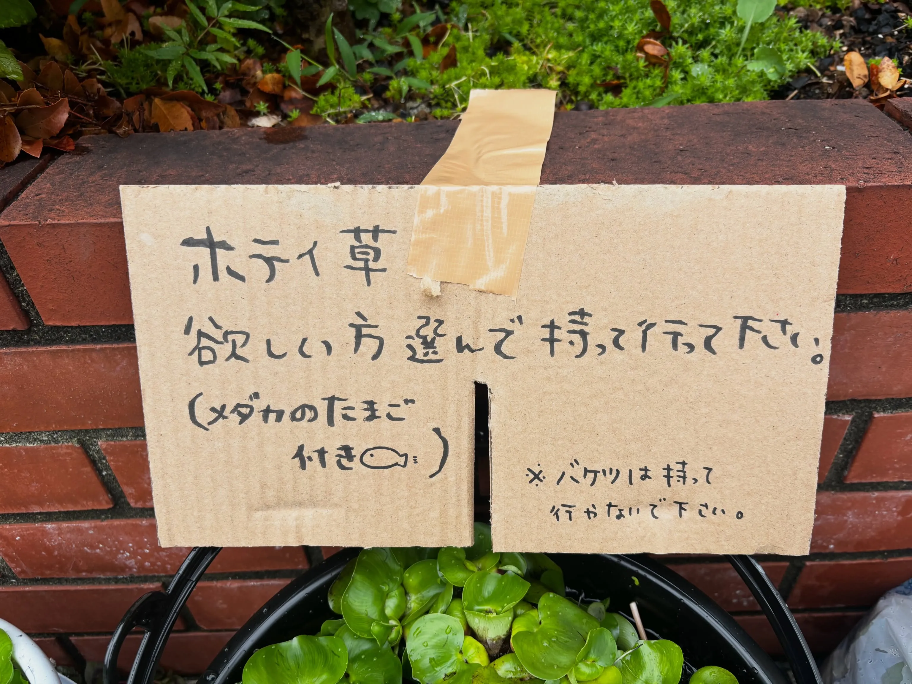 ホテイ草増えすぎました🤣