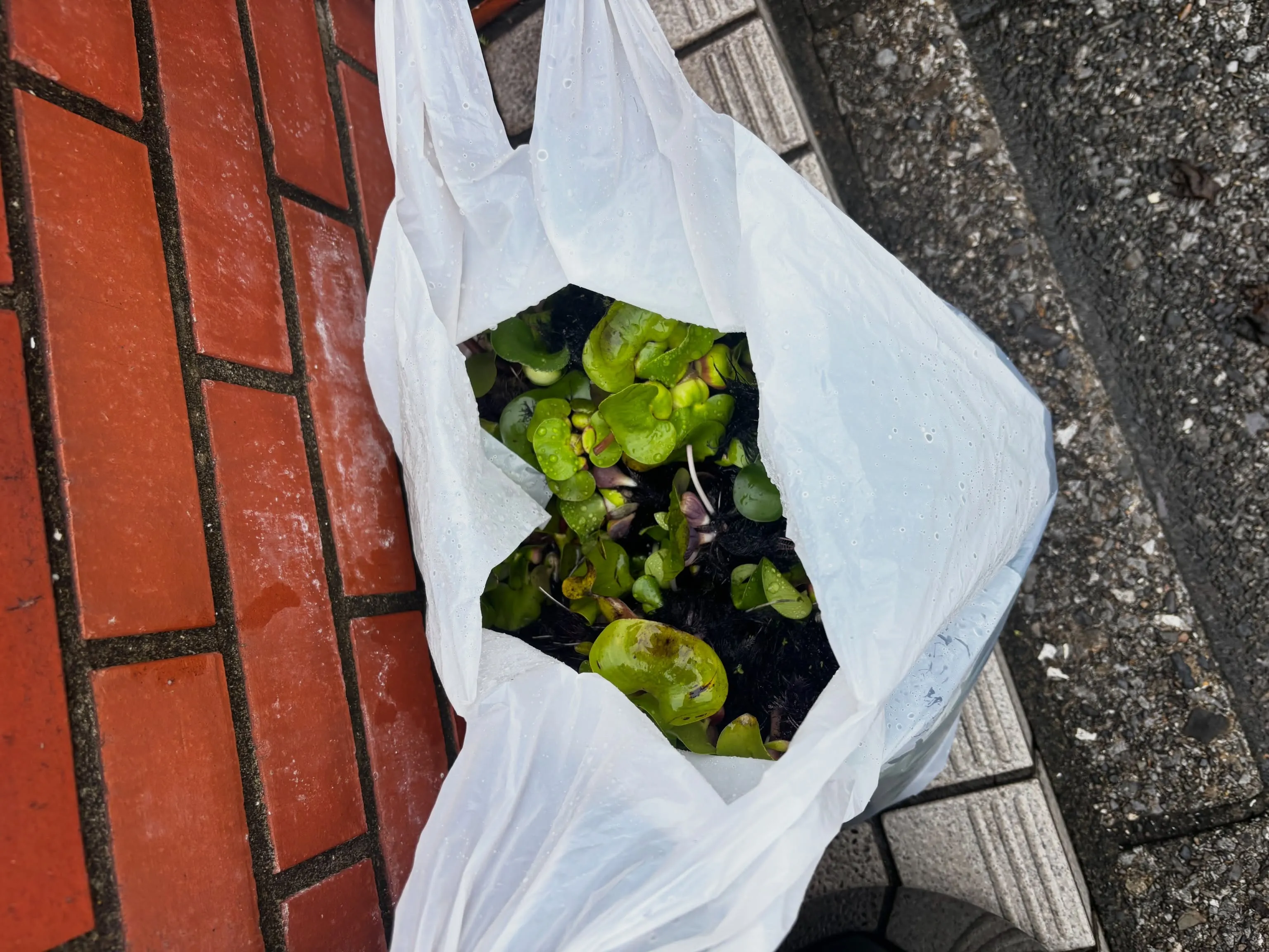 ホテイ草増えすぎました🤣