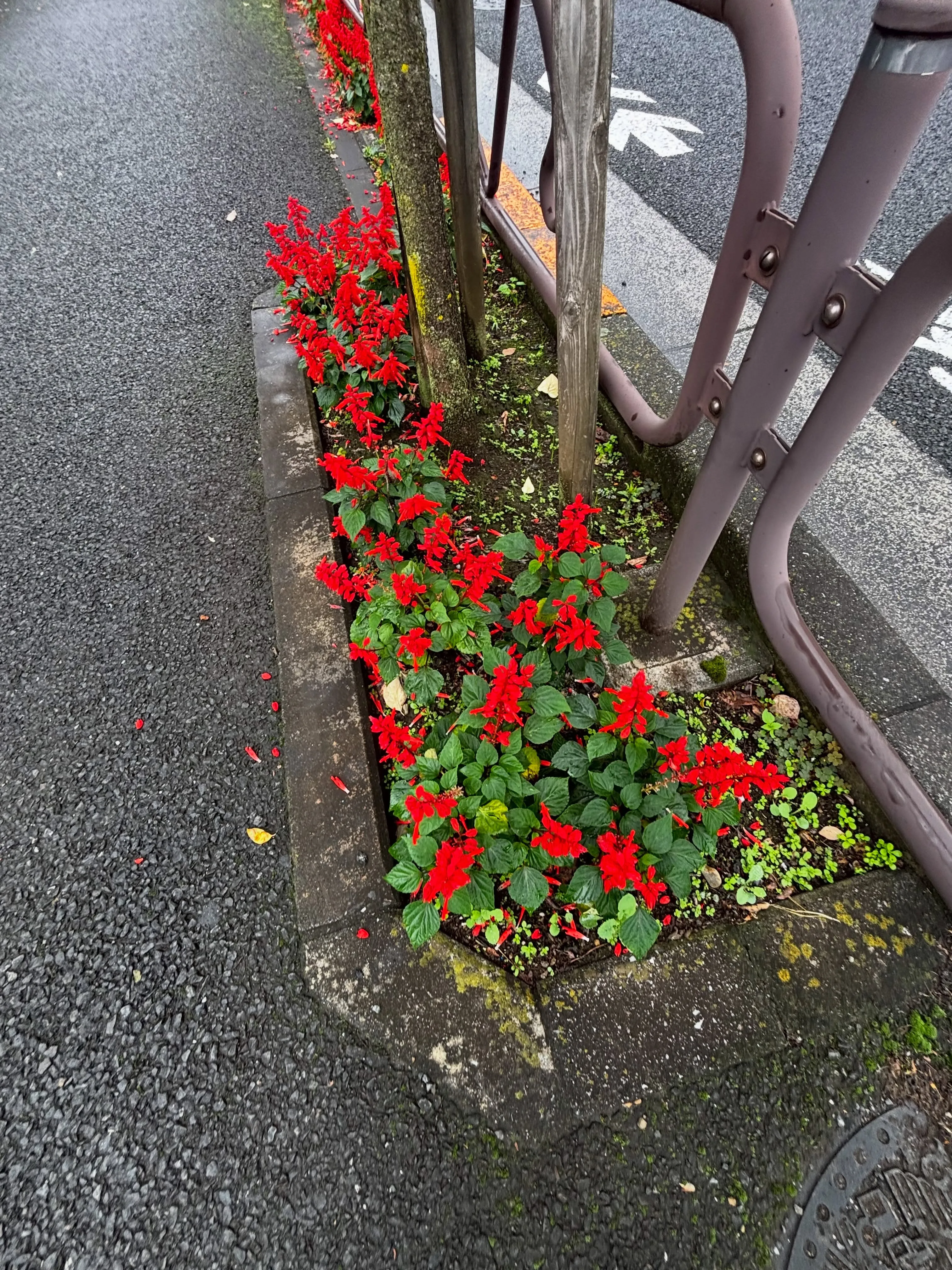 大切な家族である猫ちゃんが安らかに旅立てるよう、横浜市金沢区...