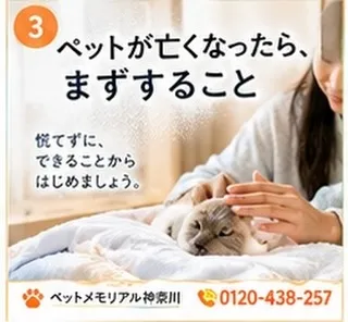 ペットが亡くなったら、まず何をすればいい？