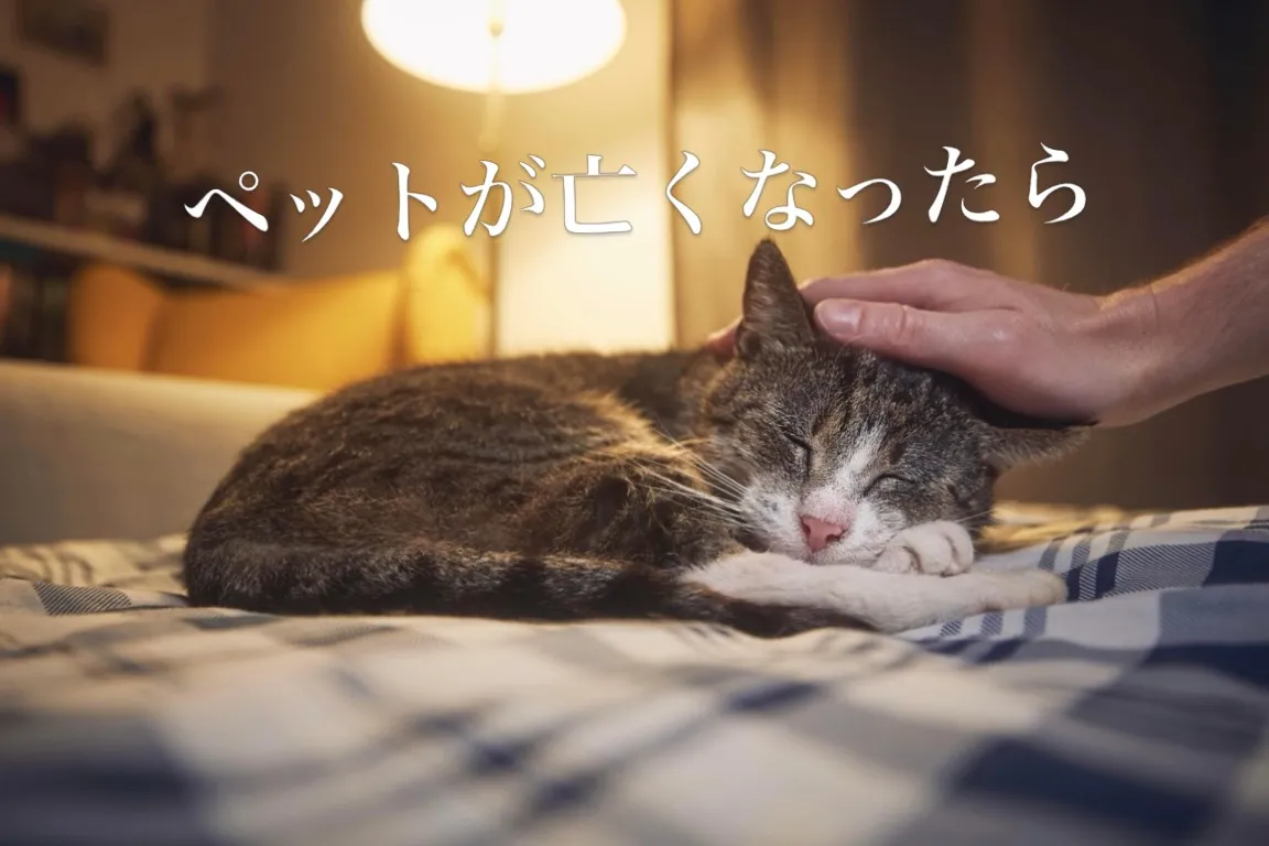 🕊️ 大切な家族との突然のお別れ。