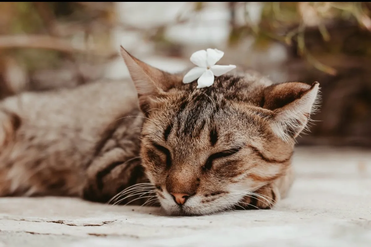 🐱 そばにいてくれて、ありがとう。